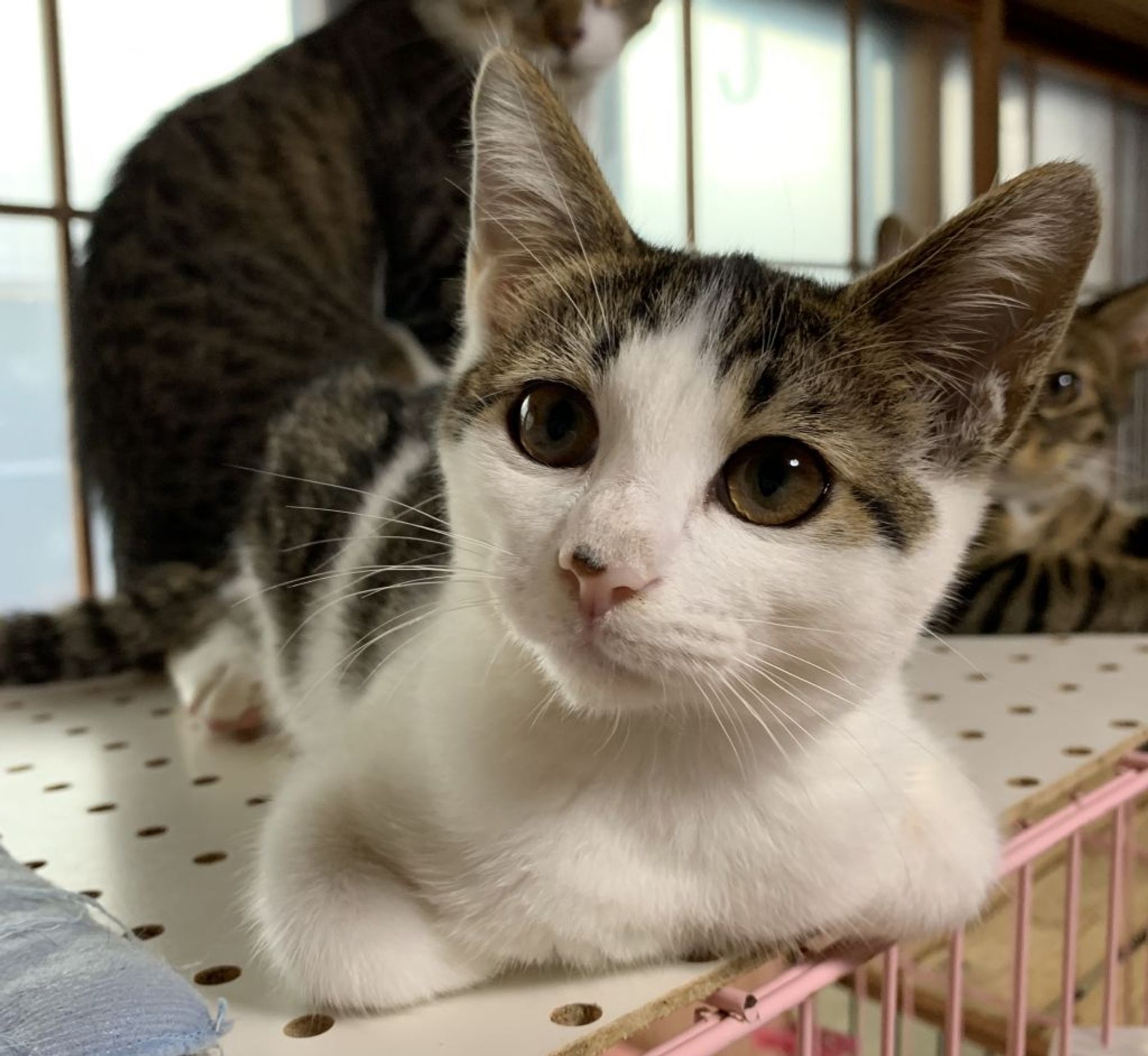 雑種（ミックス猫）・メスの里親募集の写真