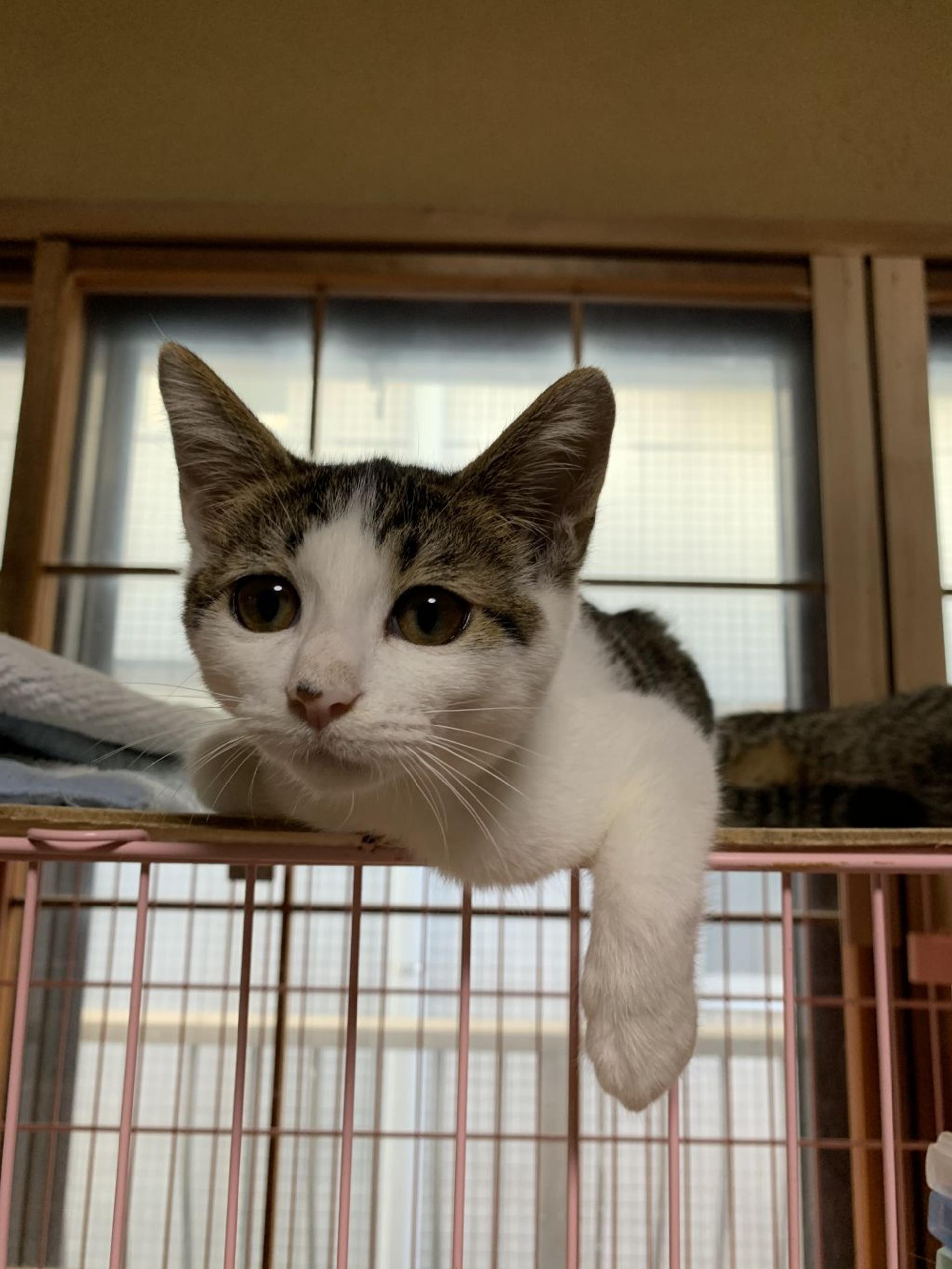 pet-image-2