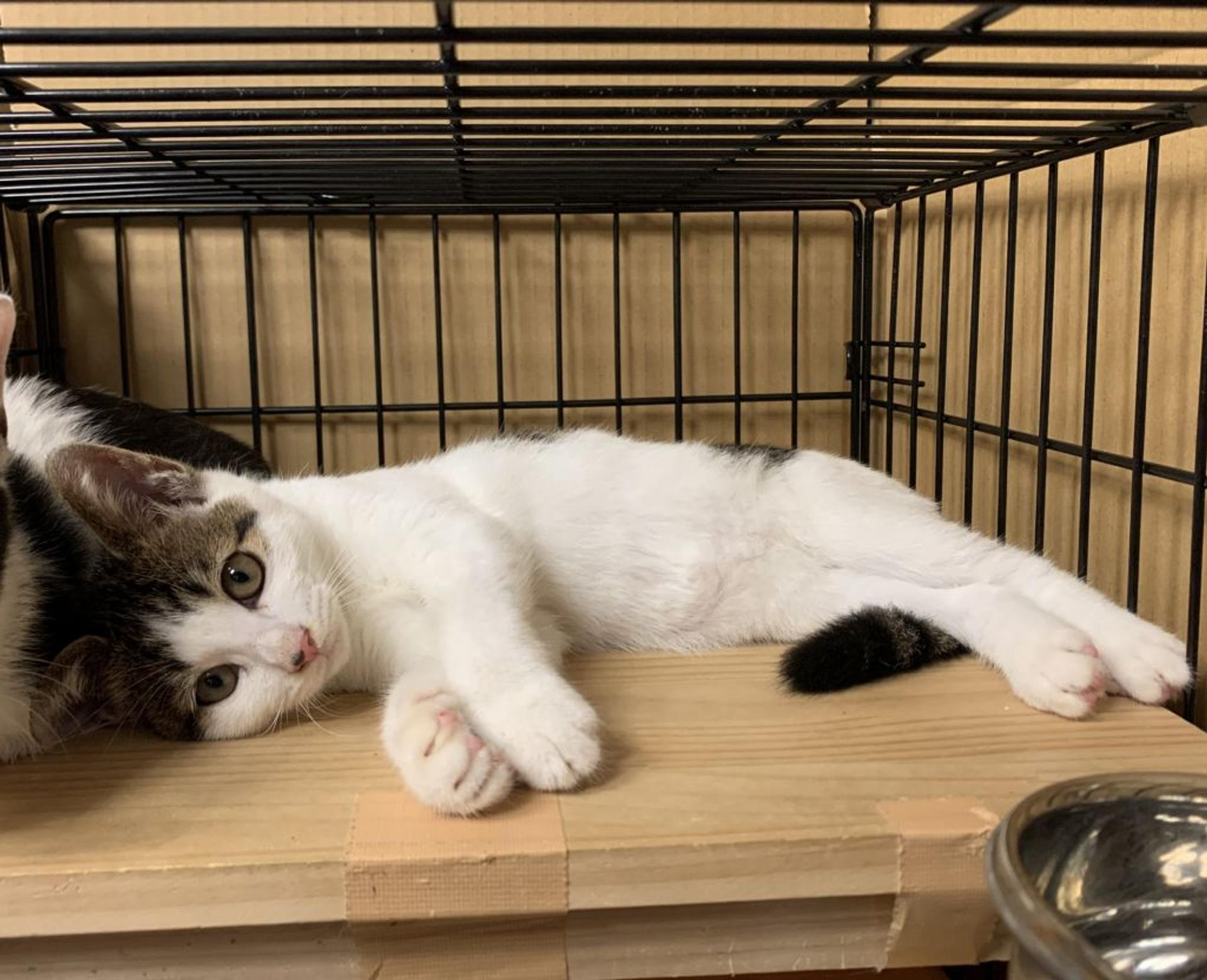 pet-image-9
