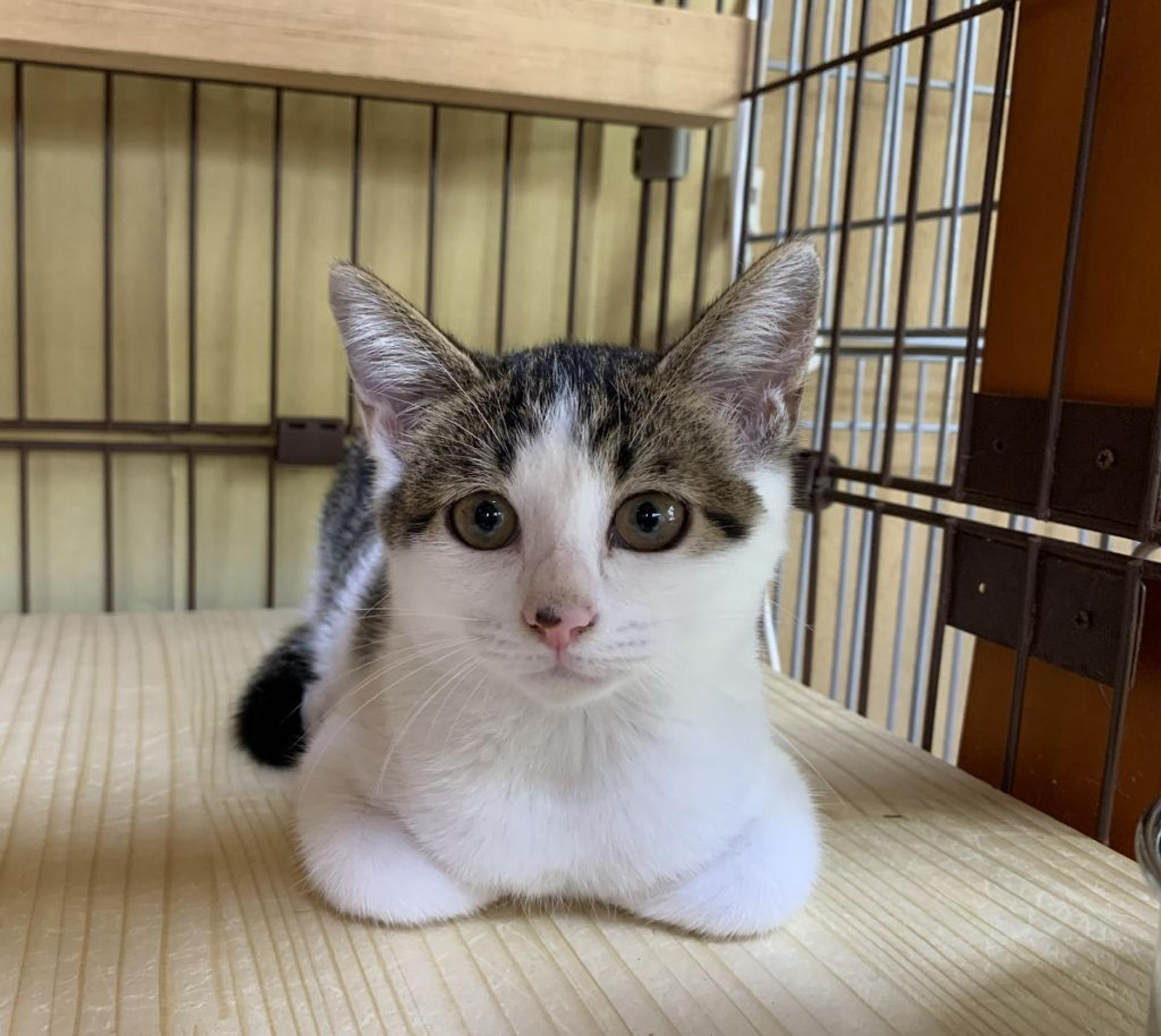 pet-image-10