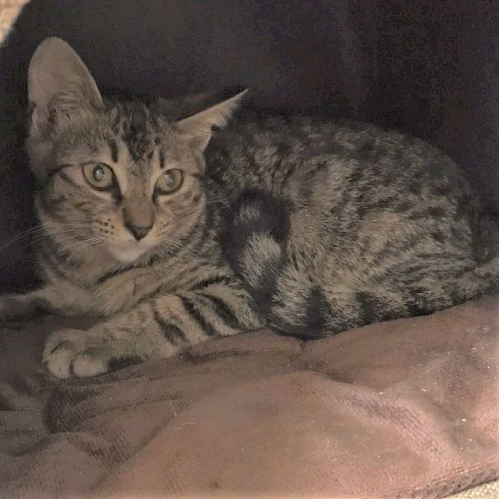 雑種（ミックス猫）・メスの里親募集の写真