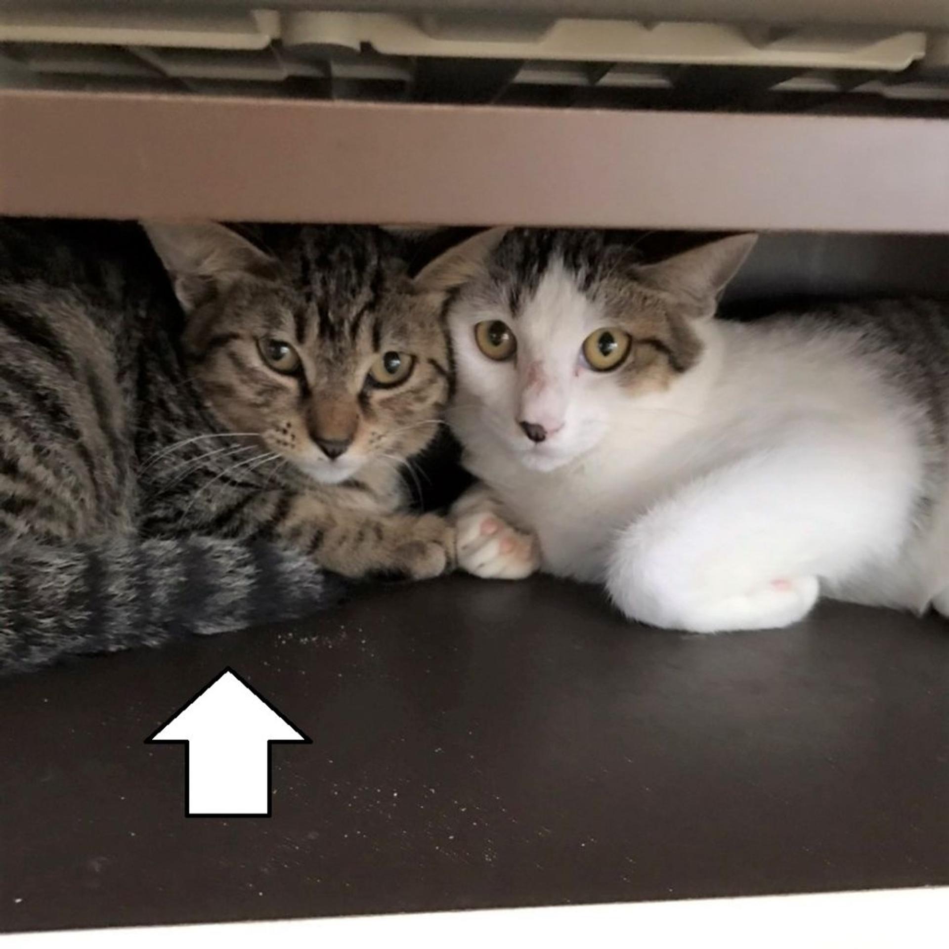 pet-image-5