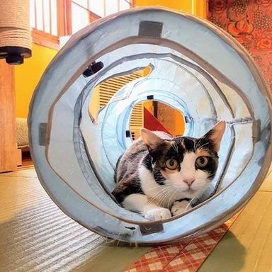 おとめの写真