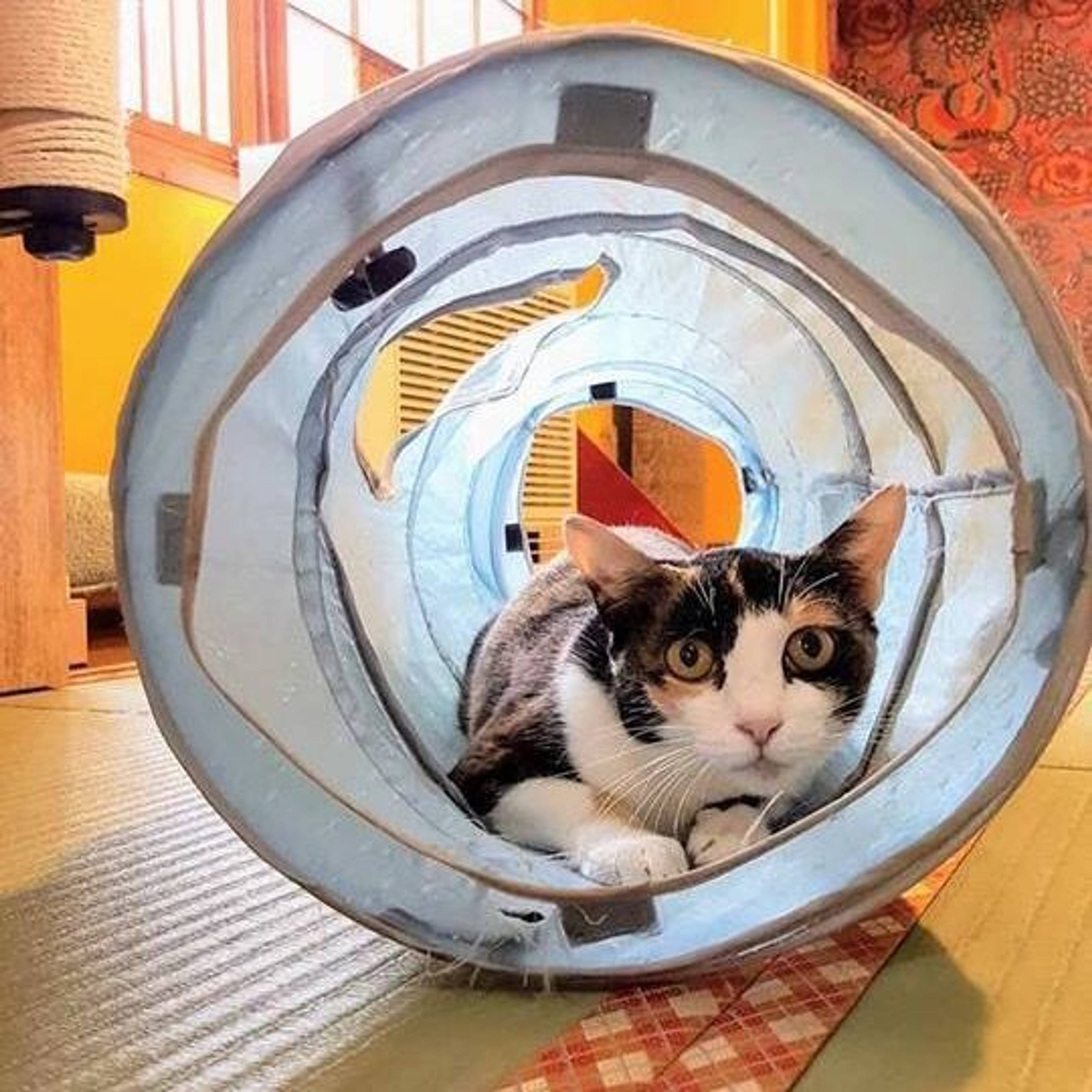 雑種（ミックス猫）・メスの里親募集の写真