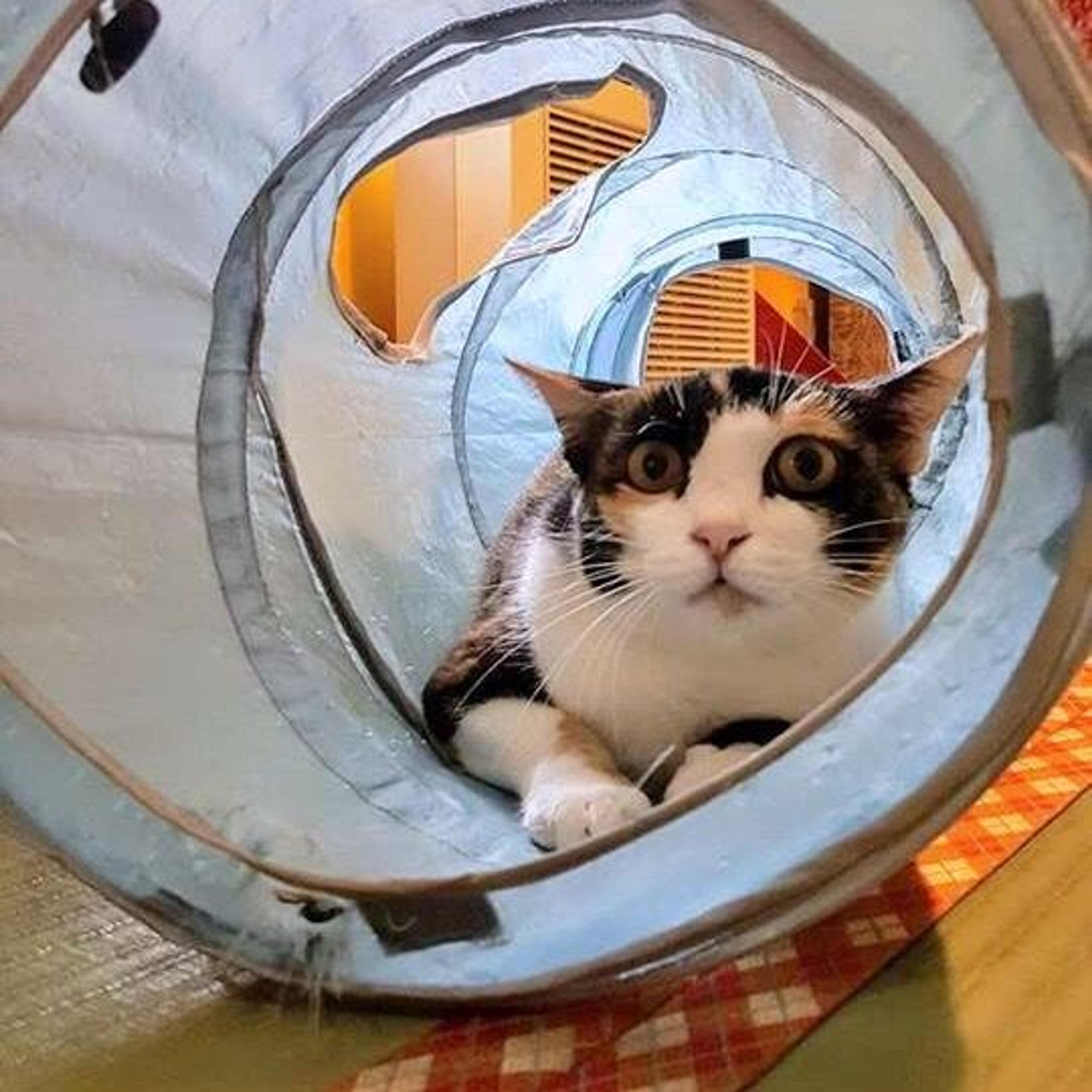 pet-image-3