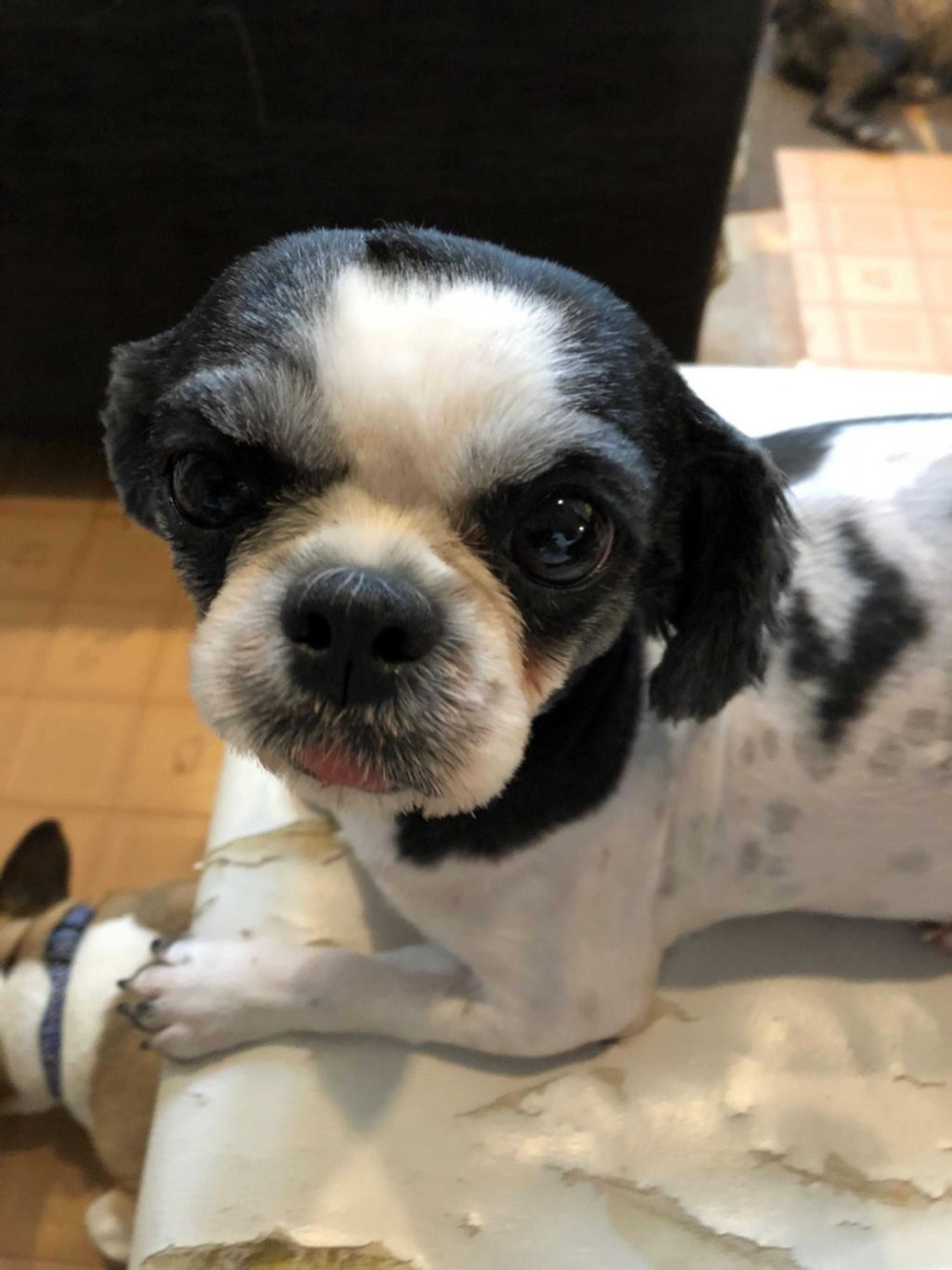 pet-image-2