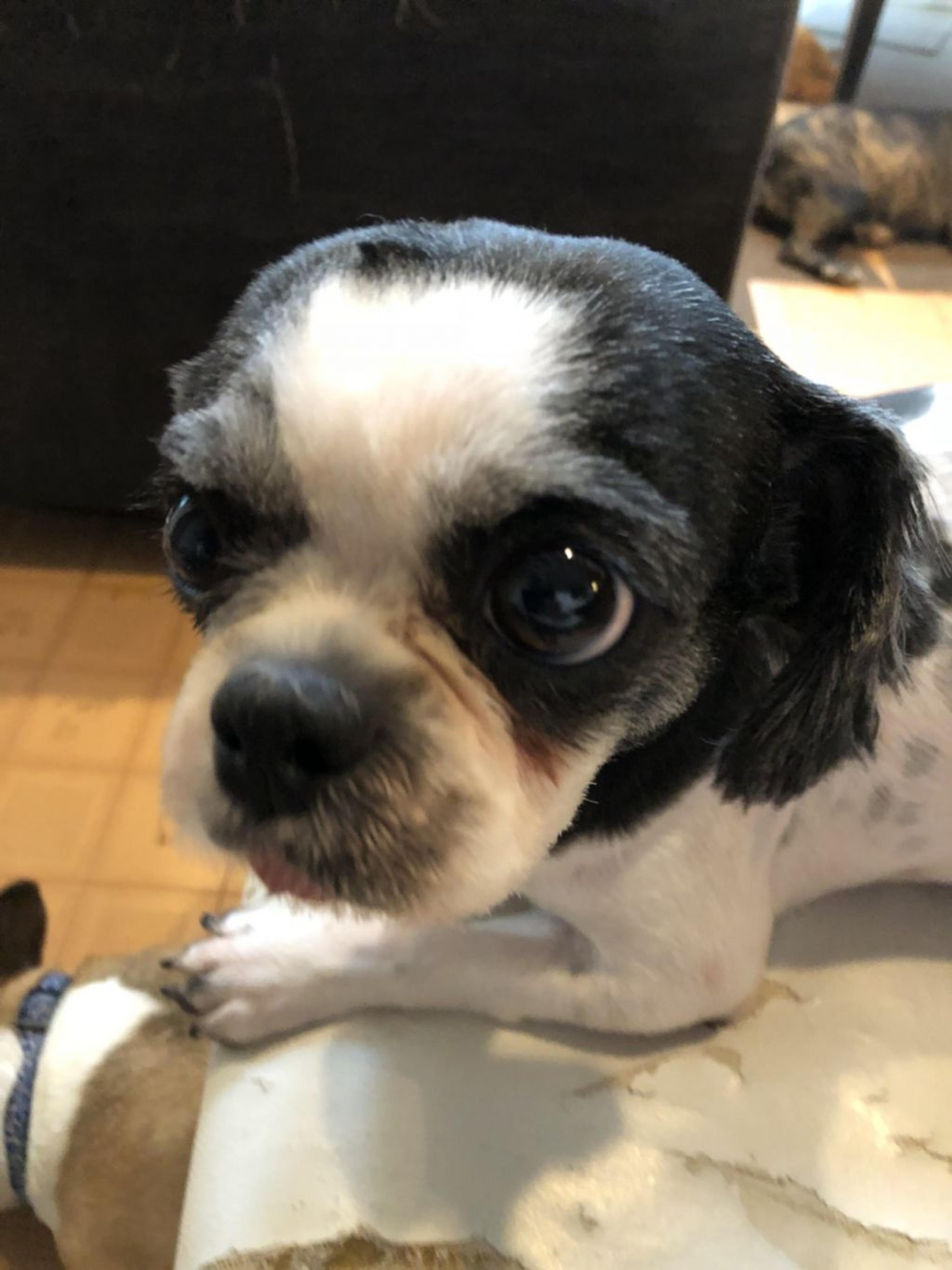 pet-image-3
