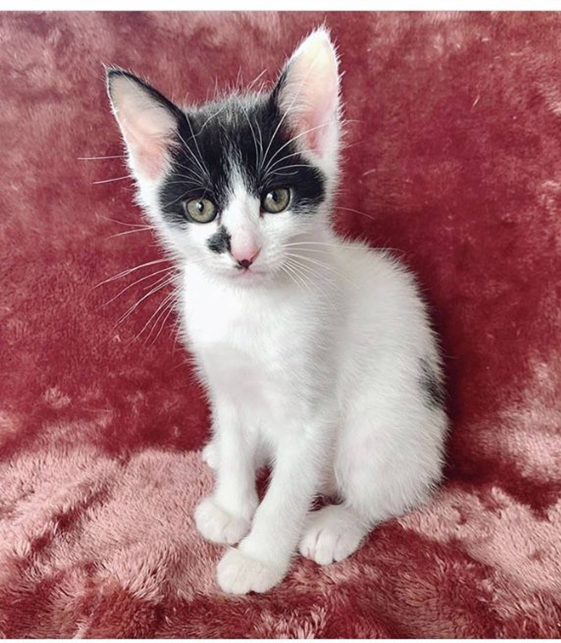 雑種（ミックス猫）・オスの里親募集の写真