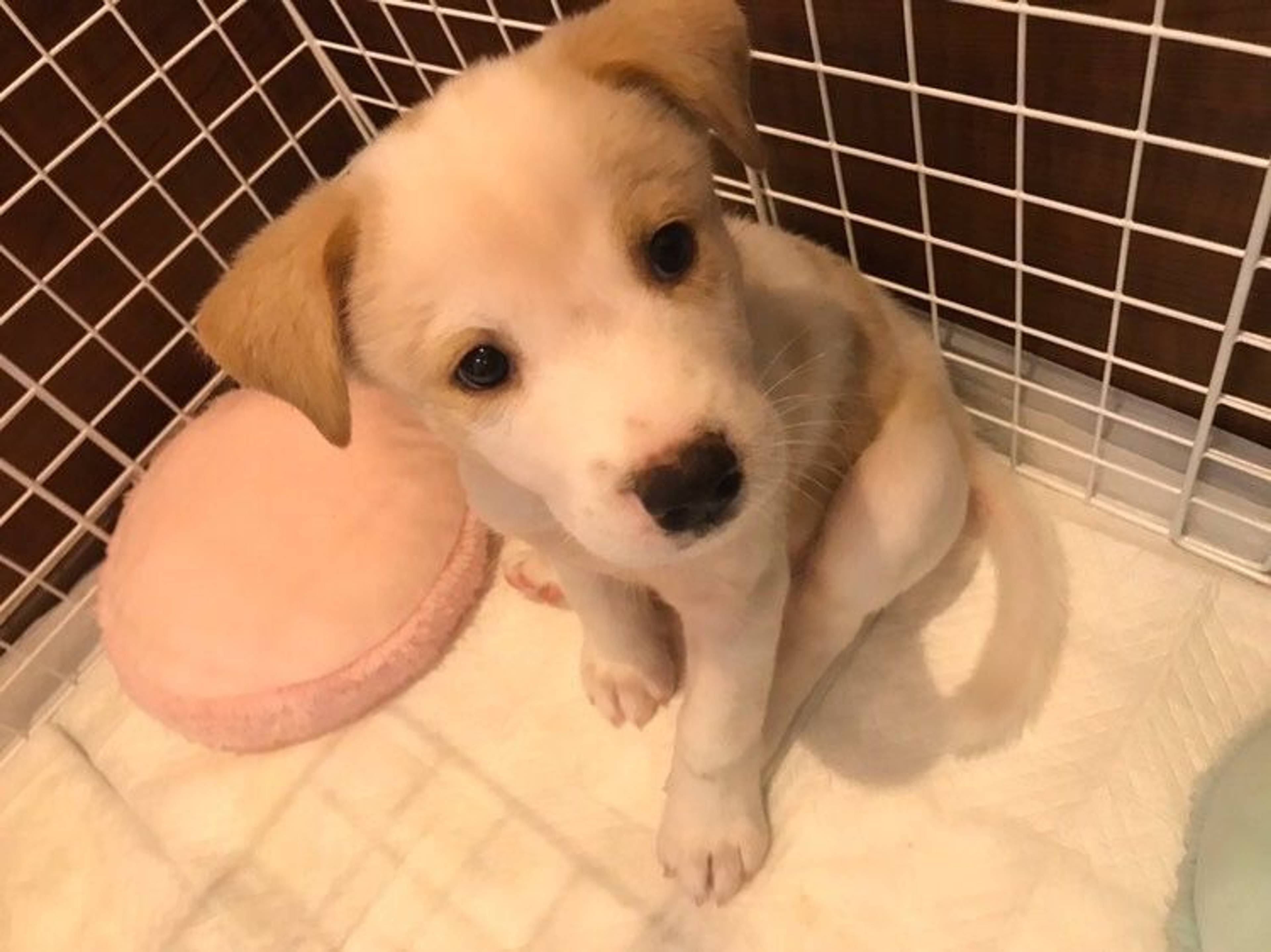 雑種（ミックス犬）・メスの里親募集の写真