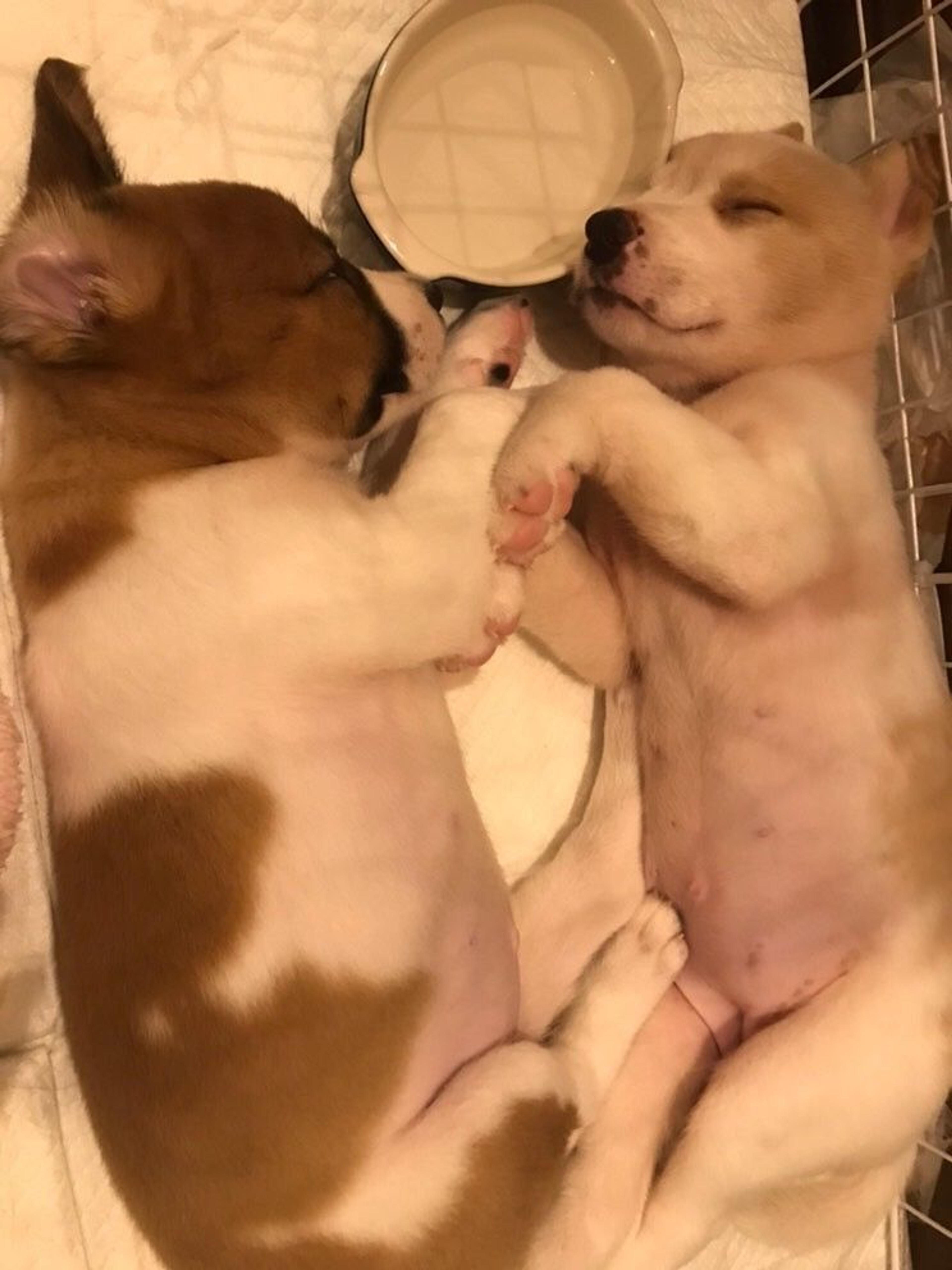 pet-image-2