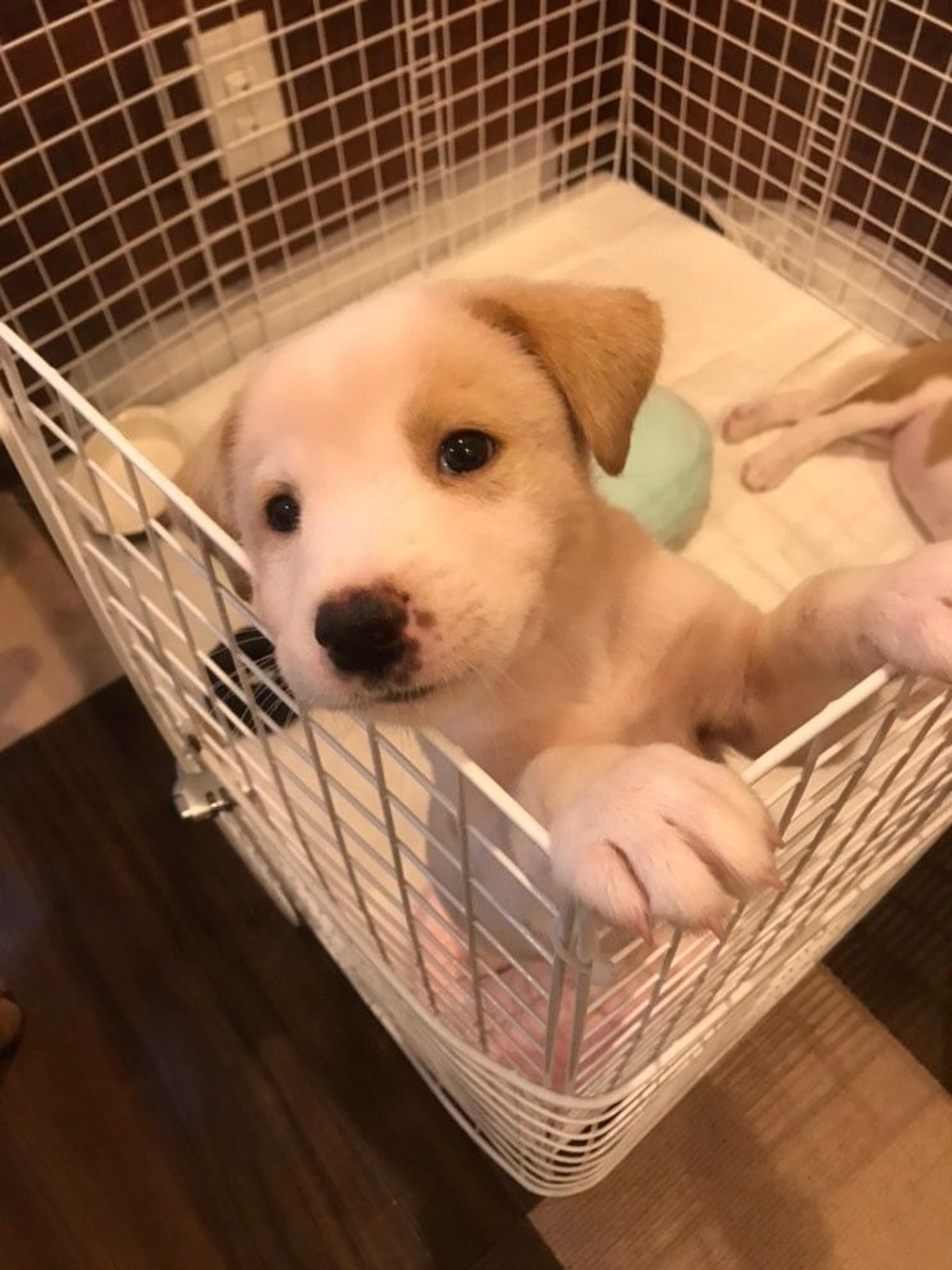 pet-image-3