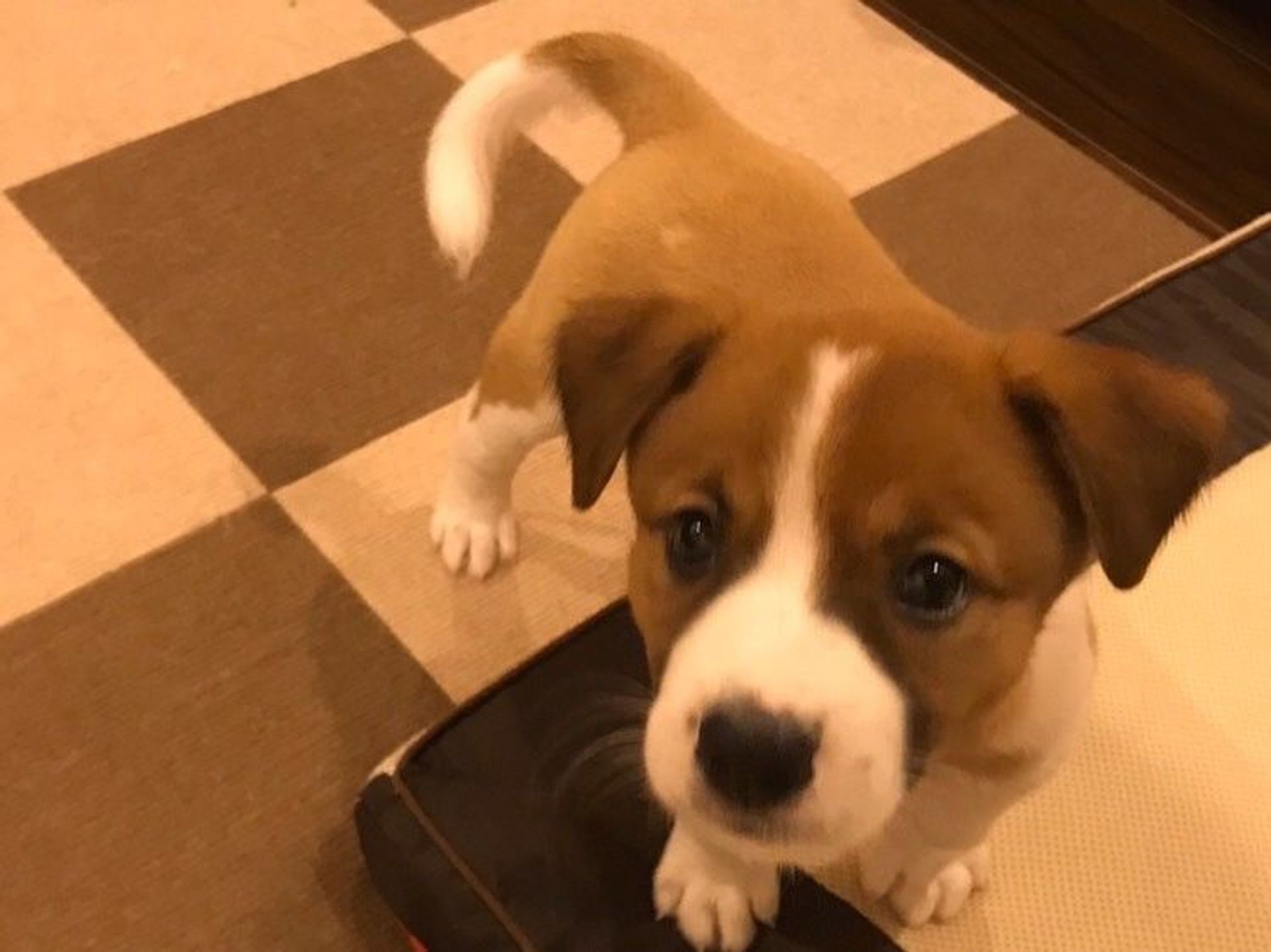 雑種（ミックス犬）・メスの里親募集の写真