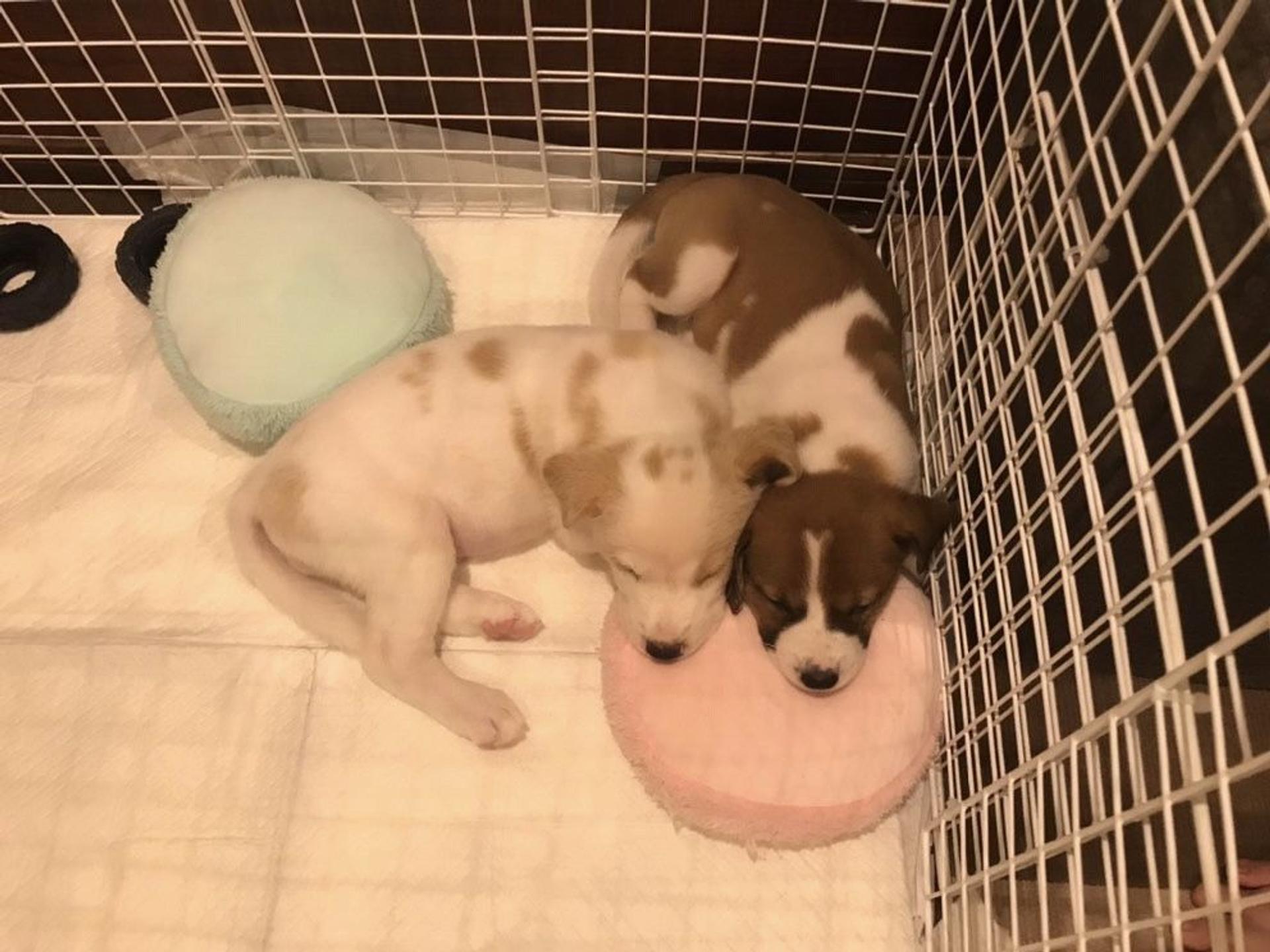 pet-image-2