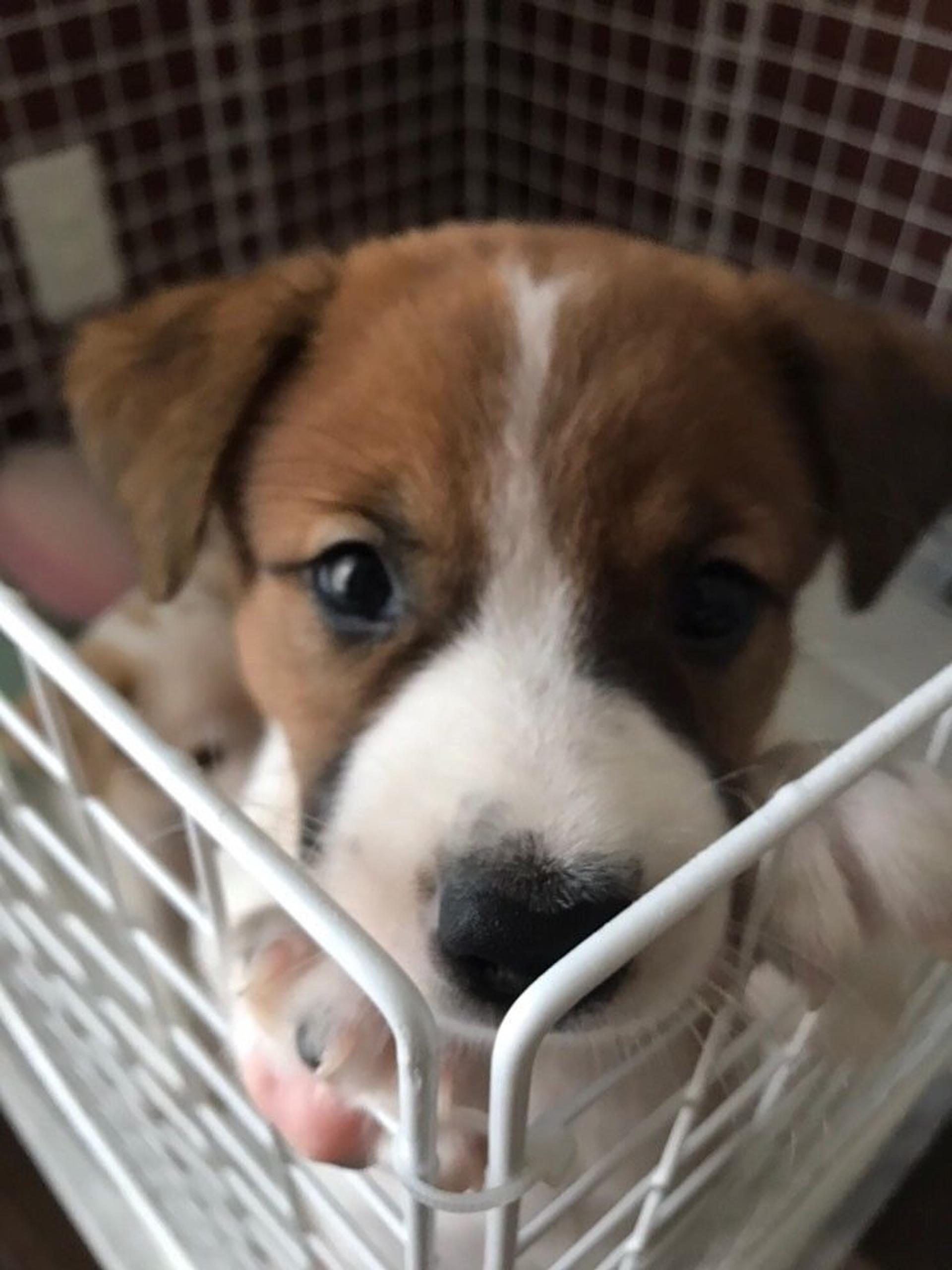 pet-image-4