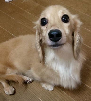 ゆずきちゃんの写真