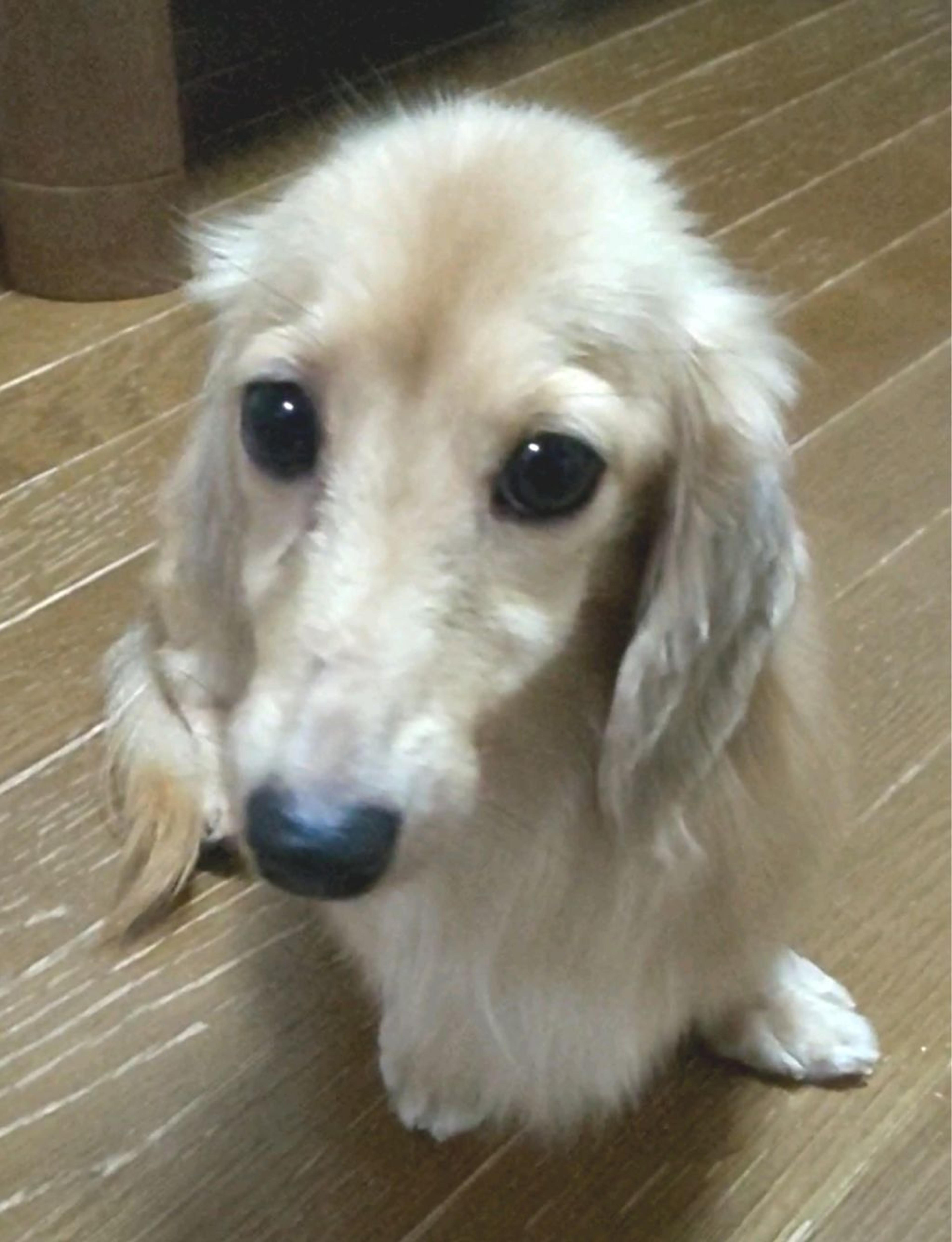 pet-image-2