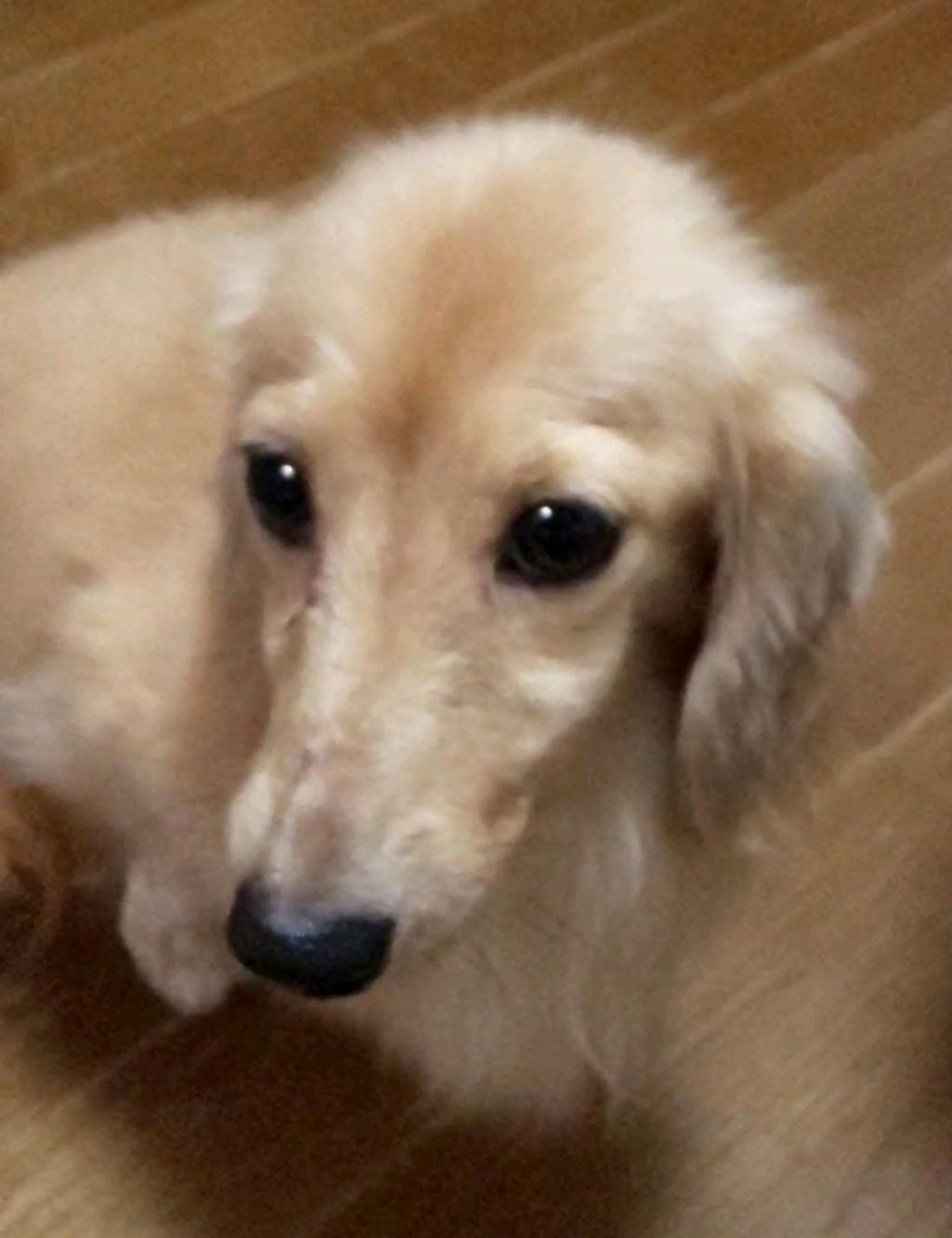 pet-image-3