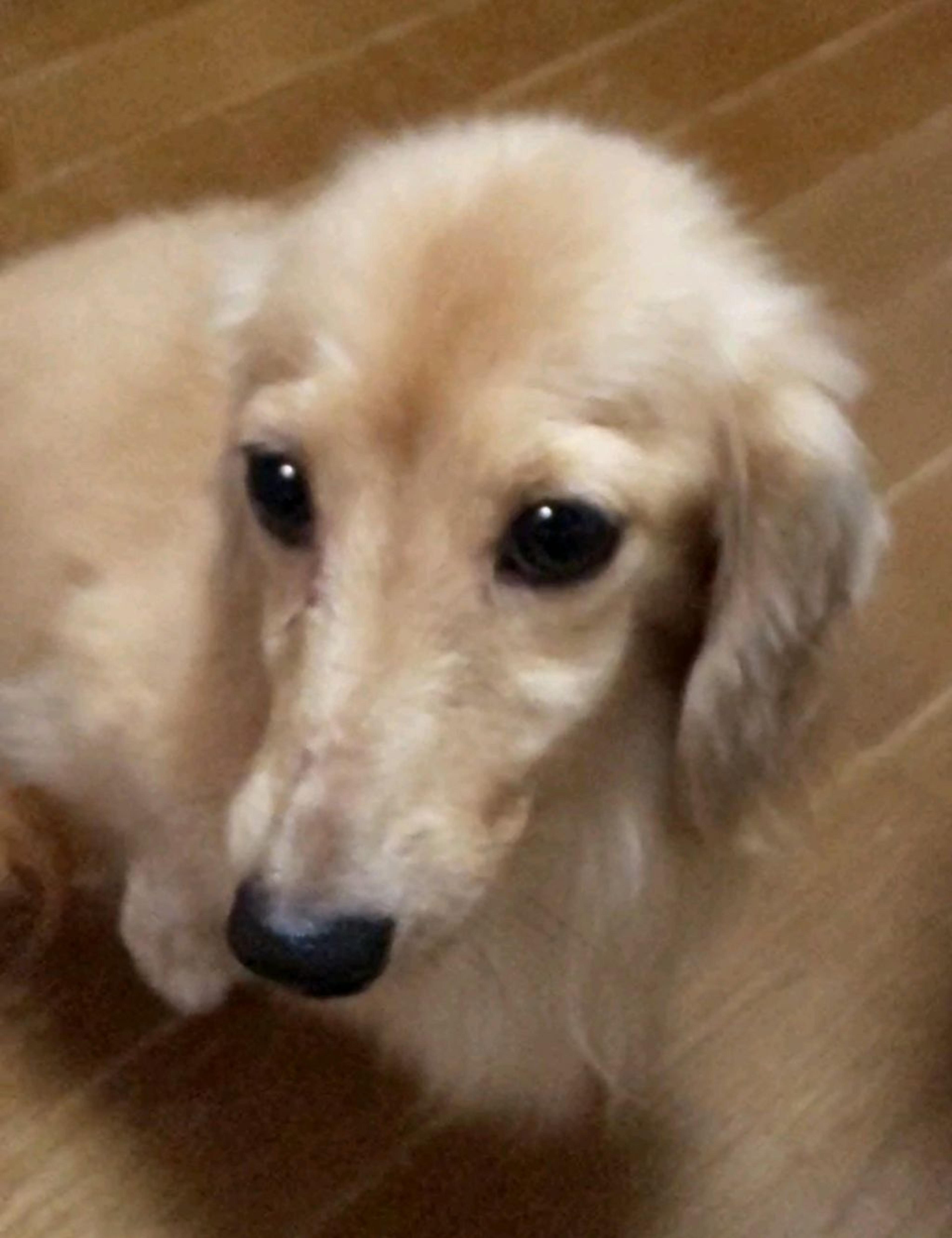 pet-image-3