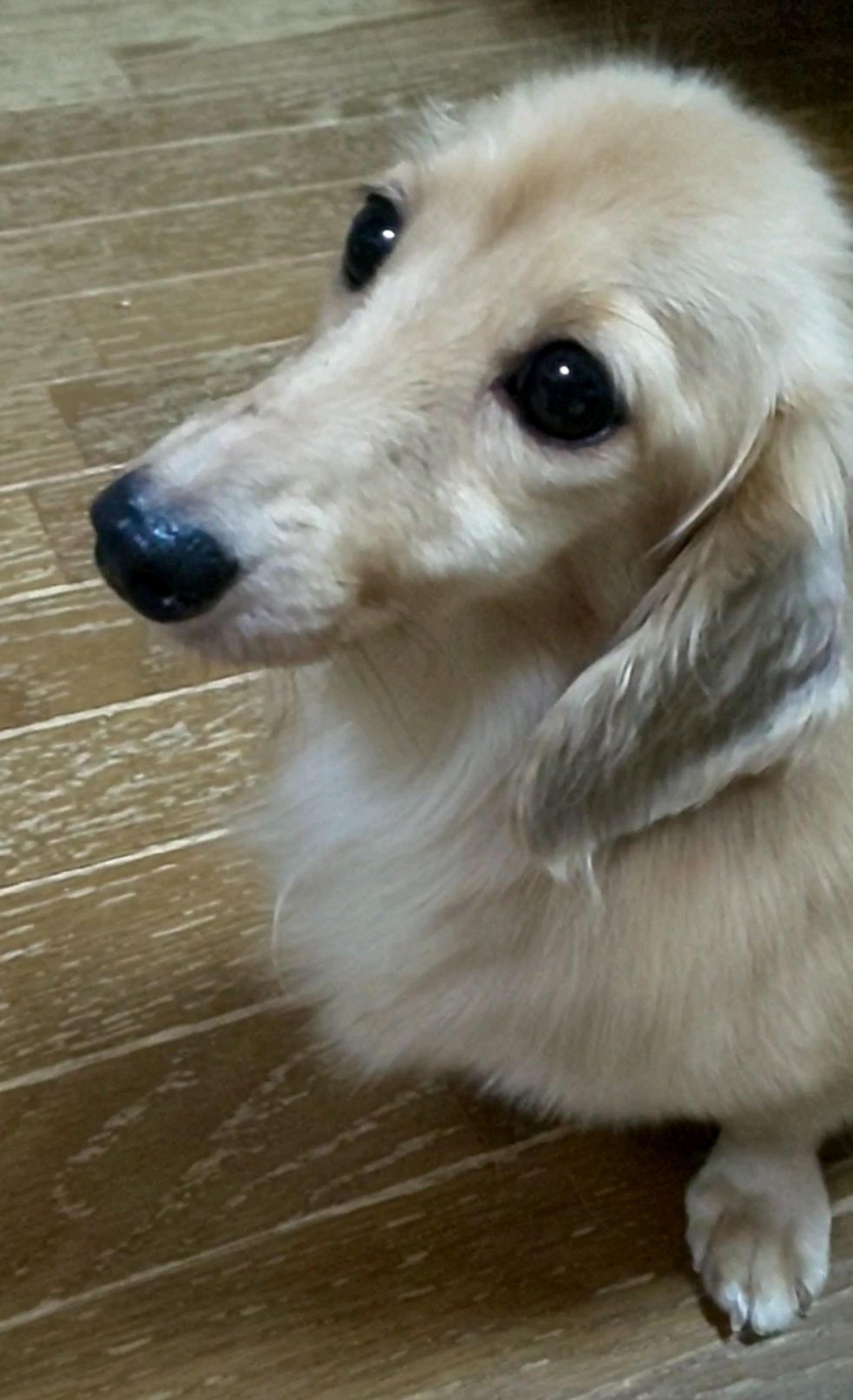 pet-image-4