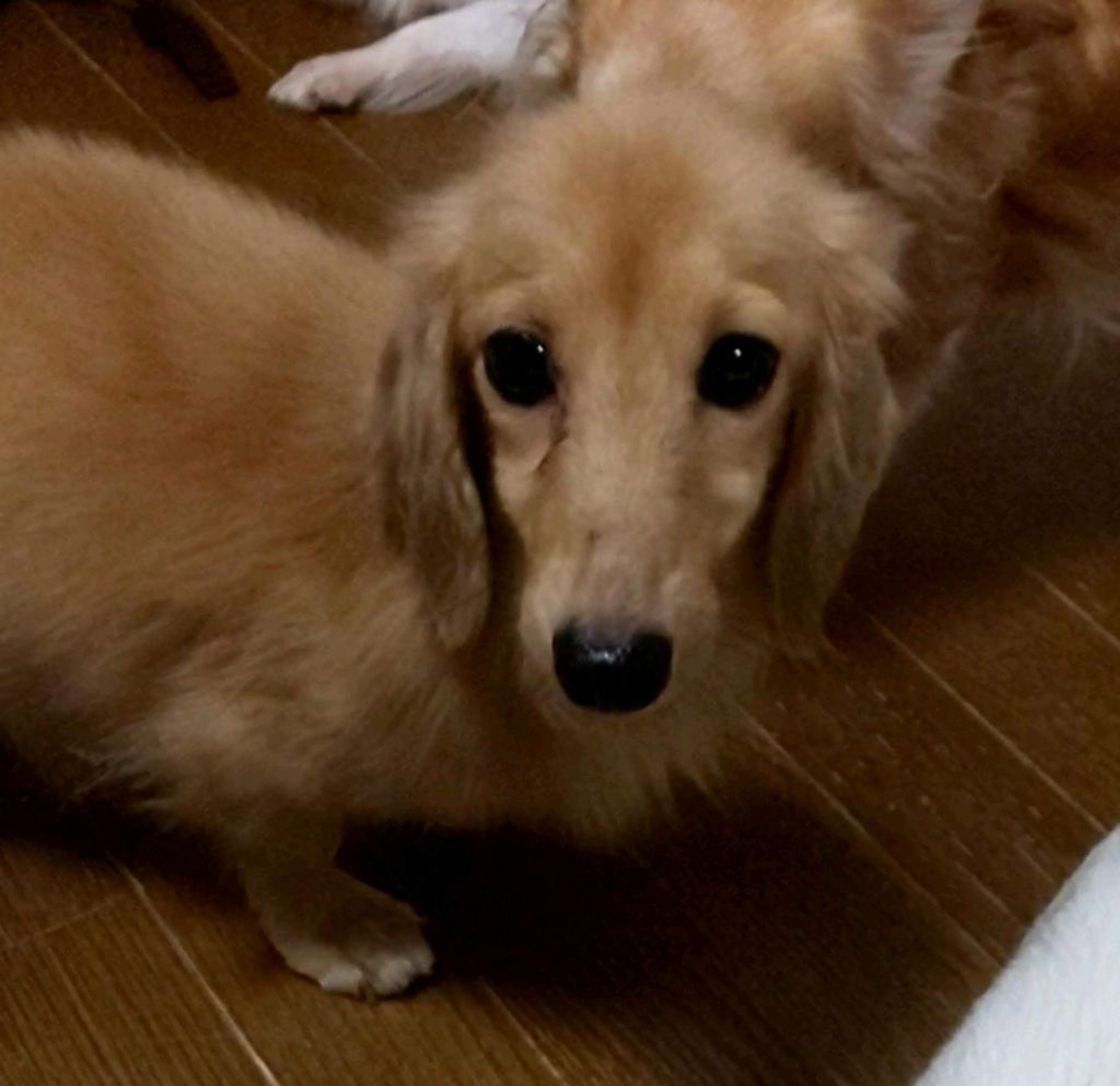 pet-image-5