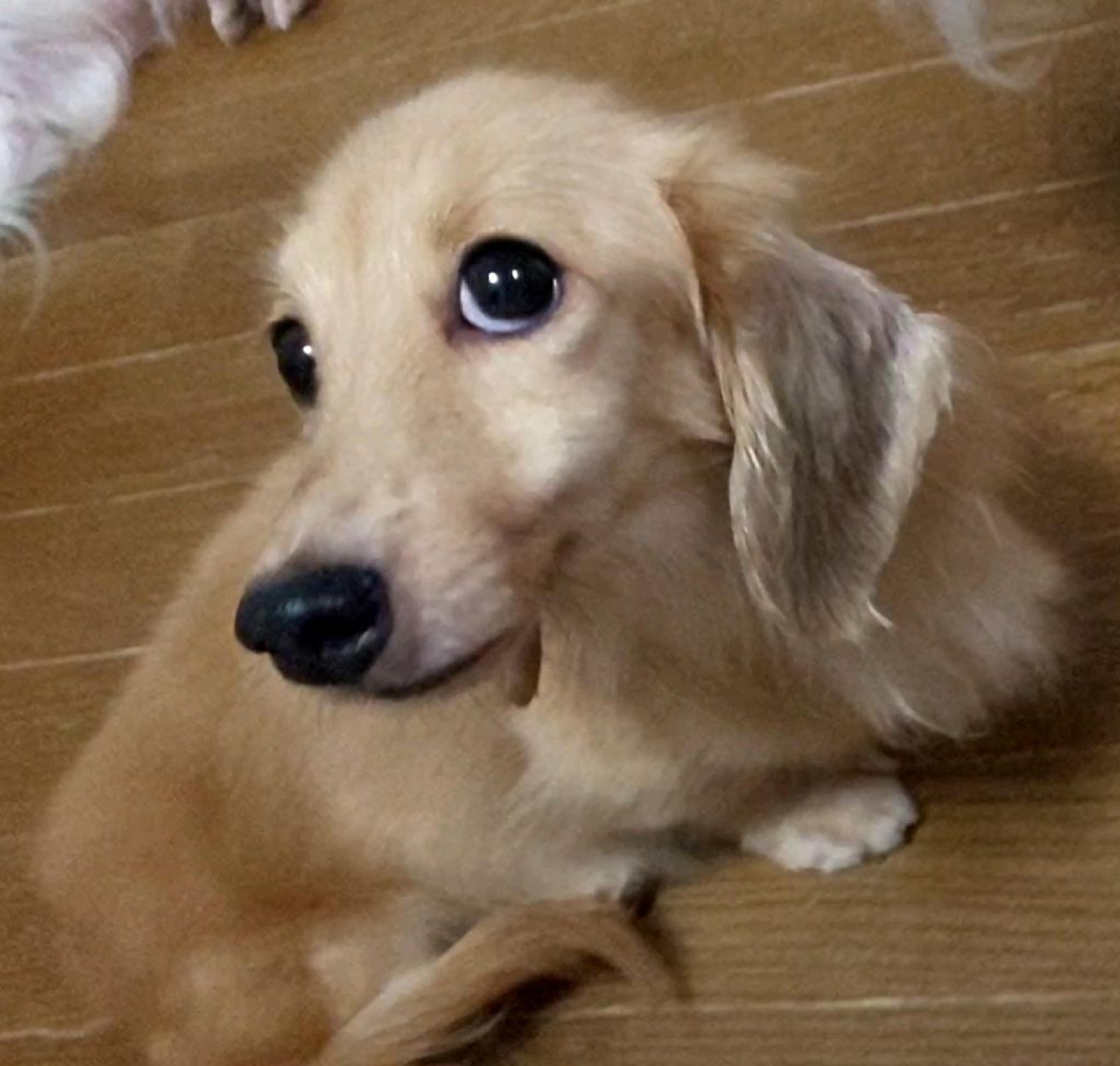pet-image-6