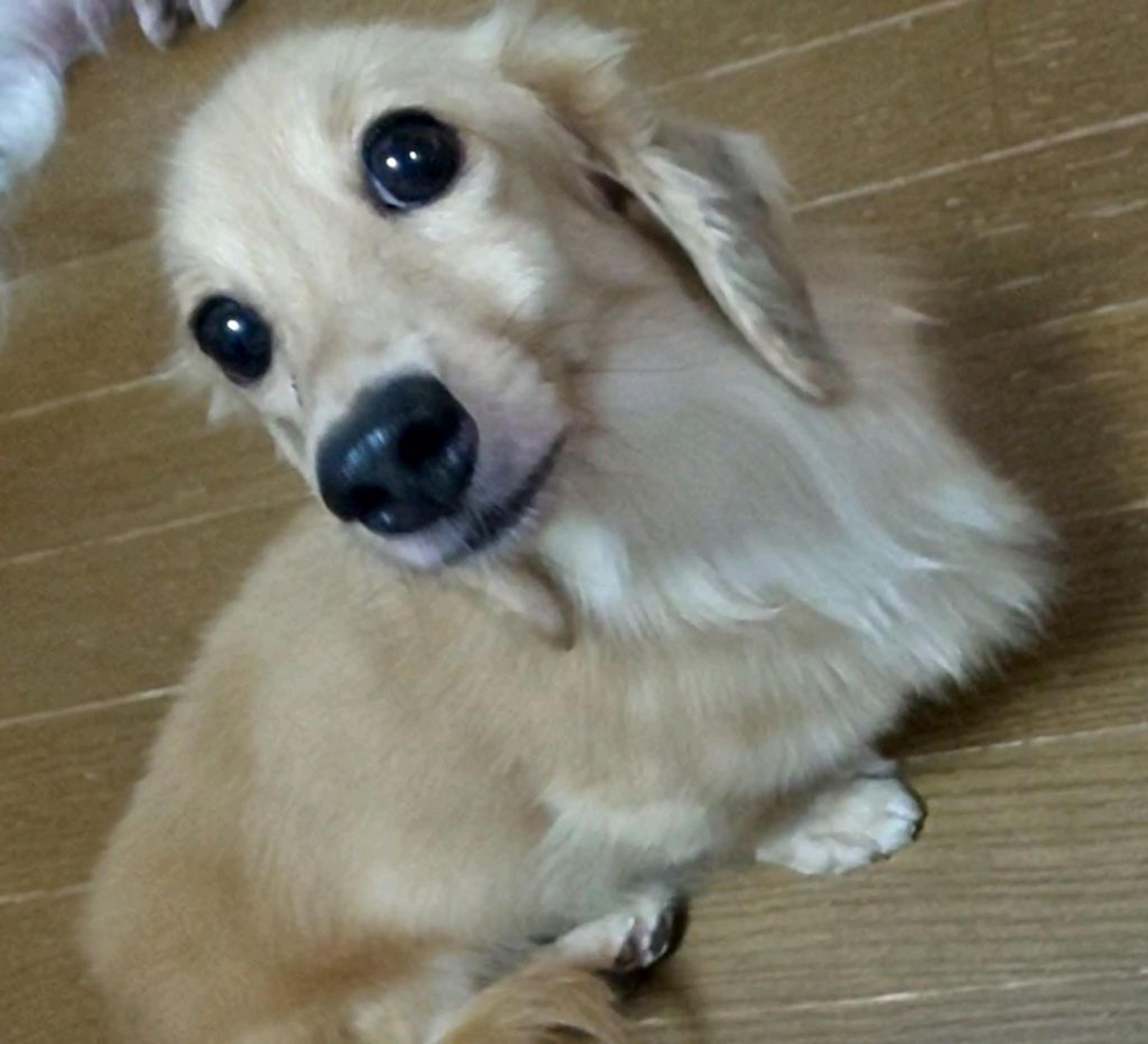 pet-image-7