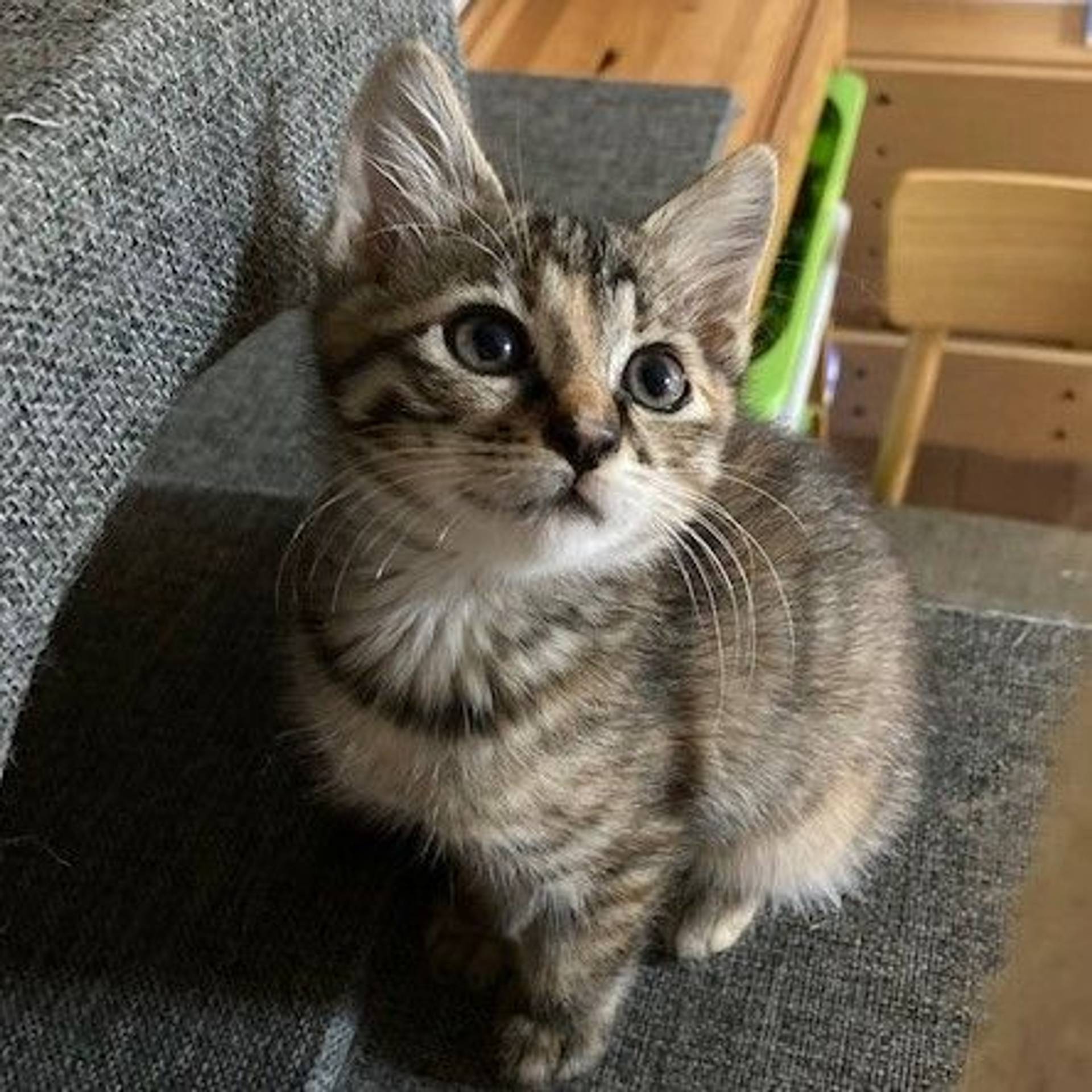 雑種（ミックス猫）・メスの里親募集の写真