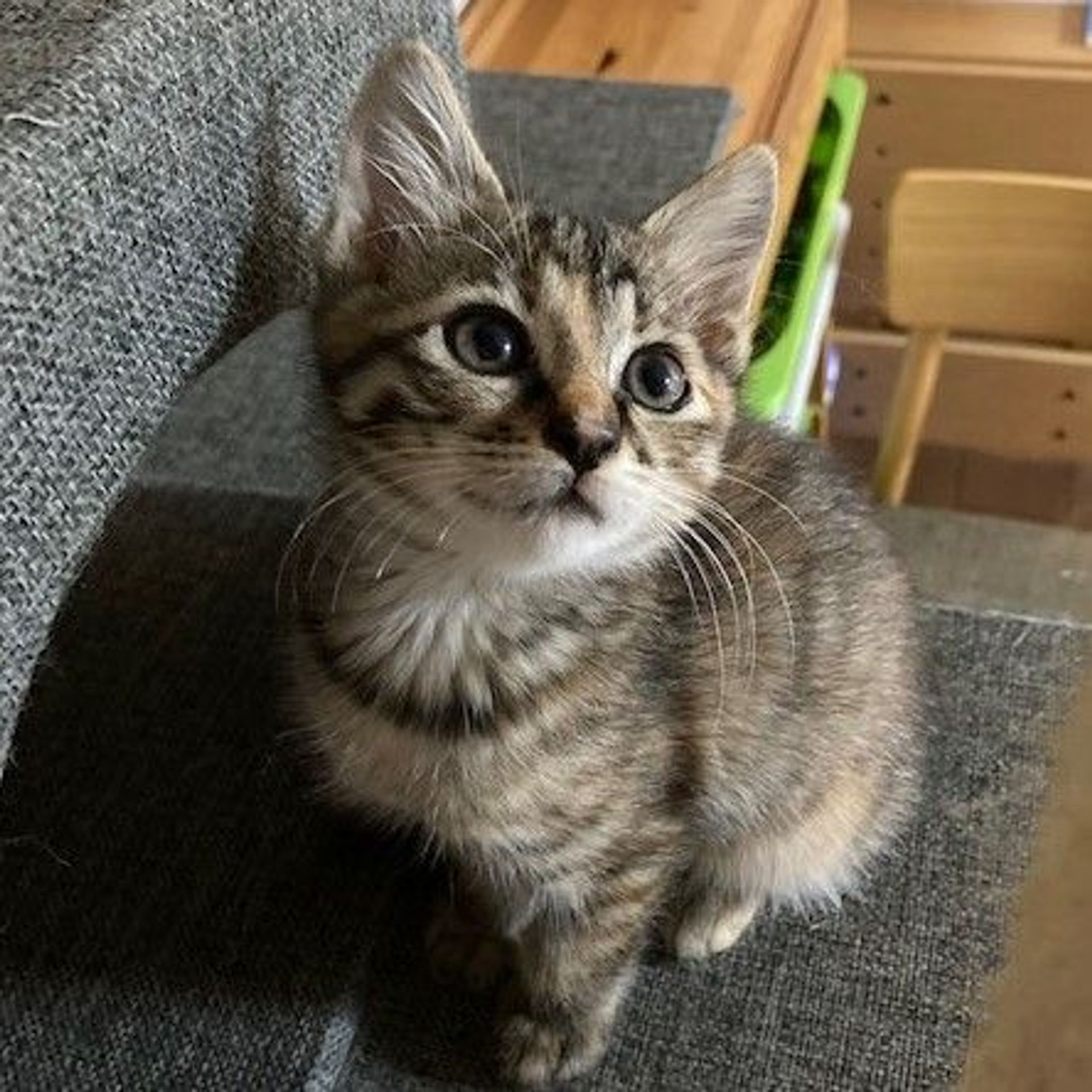 雑種（ミックス猫）・メスの里親募集の写真