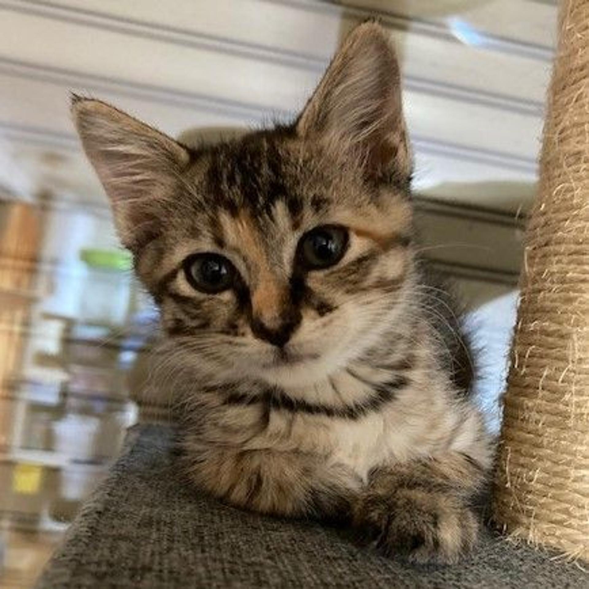 pet-image-3