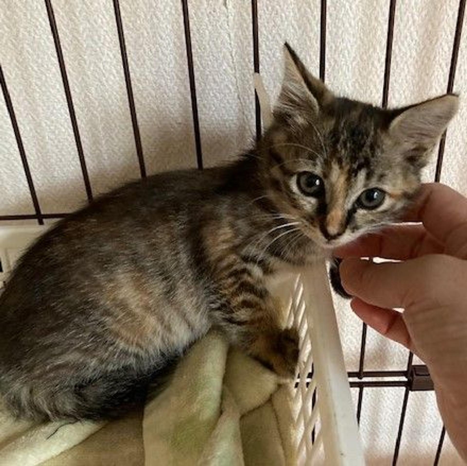 pet-image-4