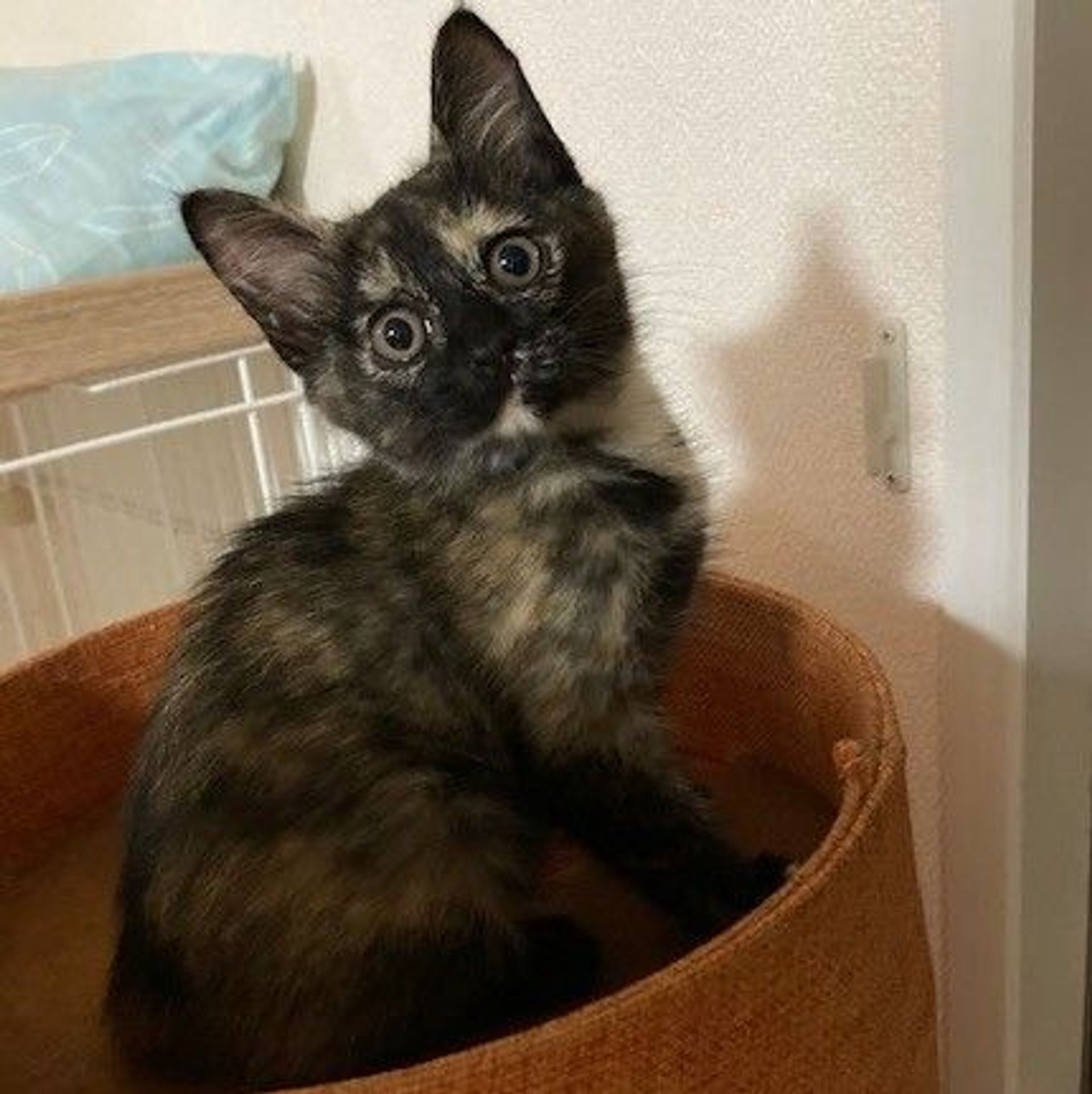 雑種（ミックス猫）・メスの里親募集の写真