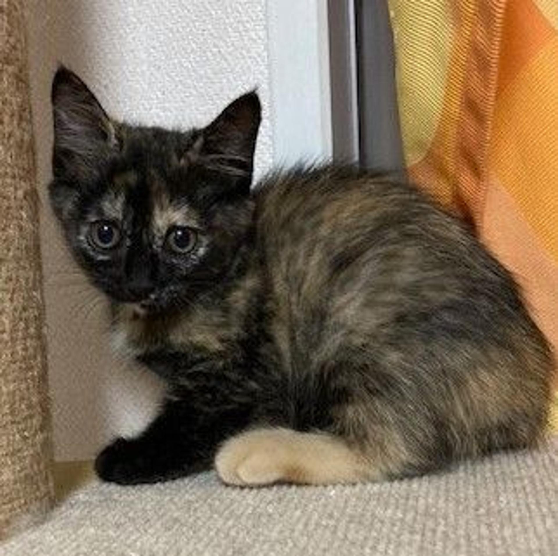 pet-image-3