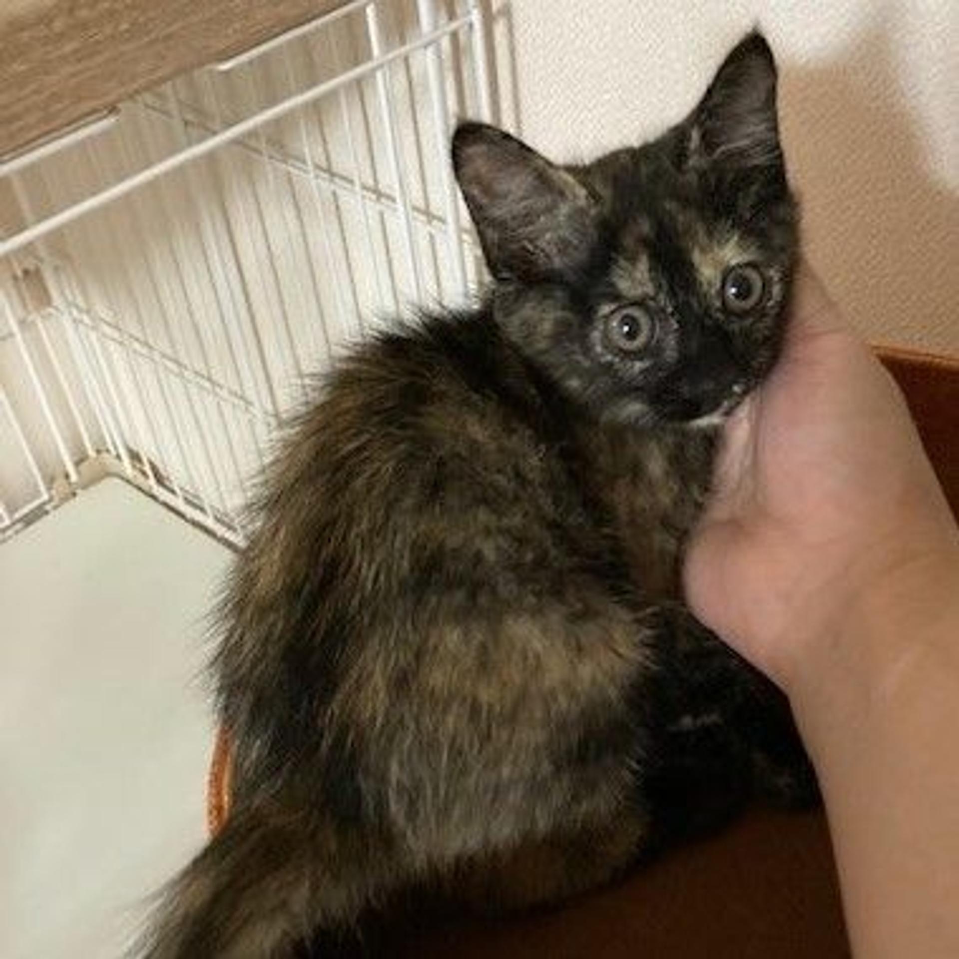pet-image-4