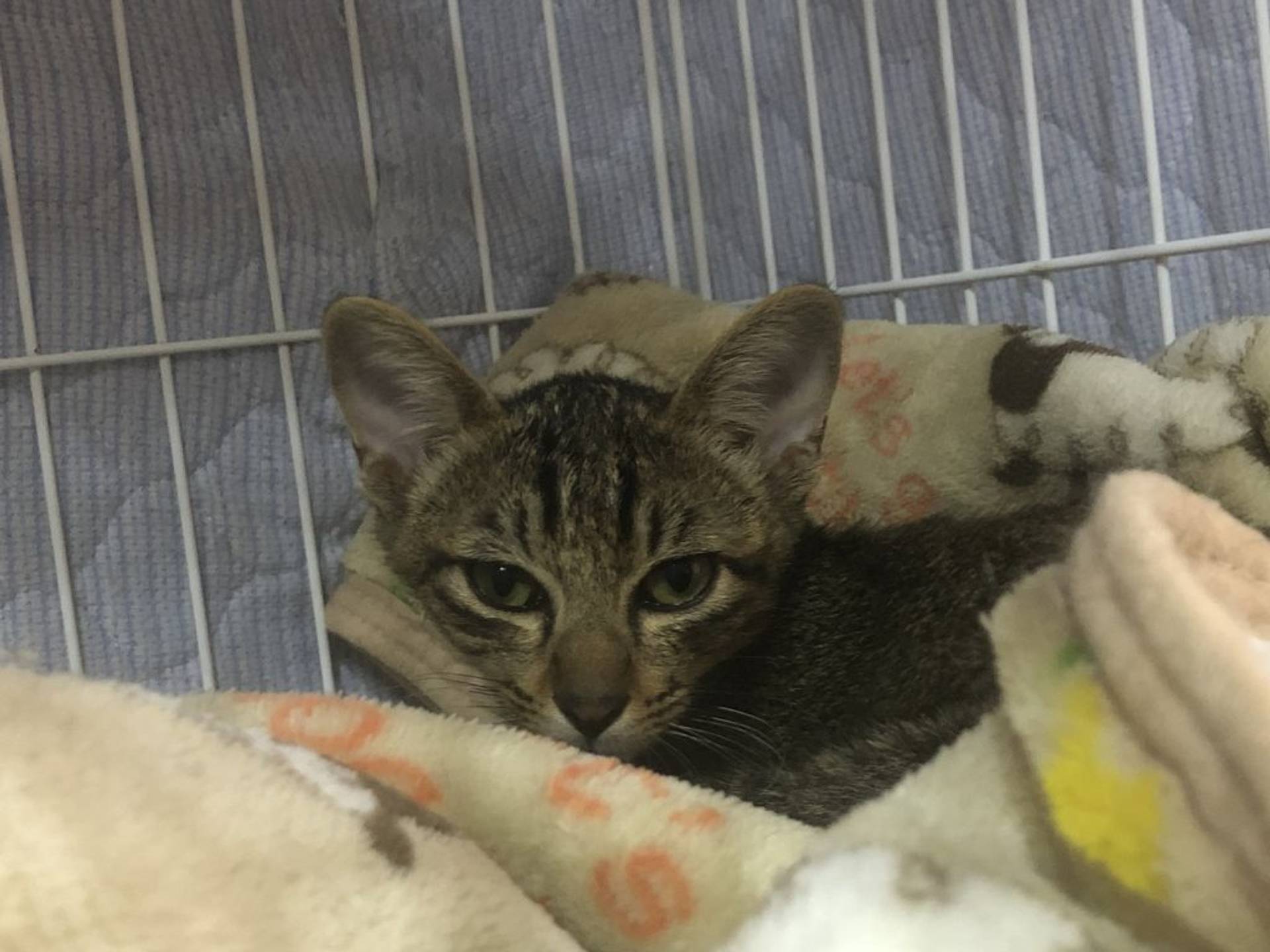 雑種（ミックス猫）・メスの里親募集の写真