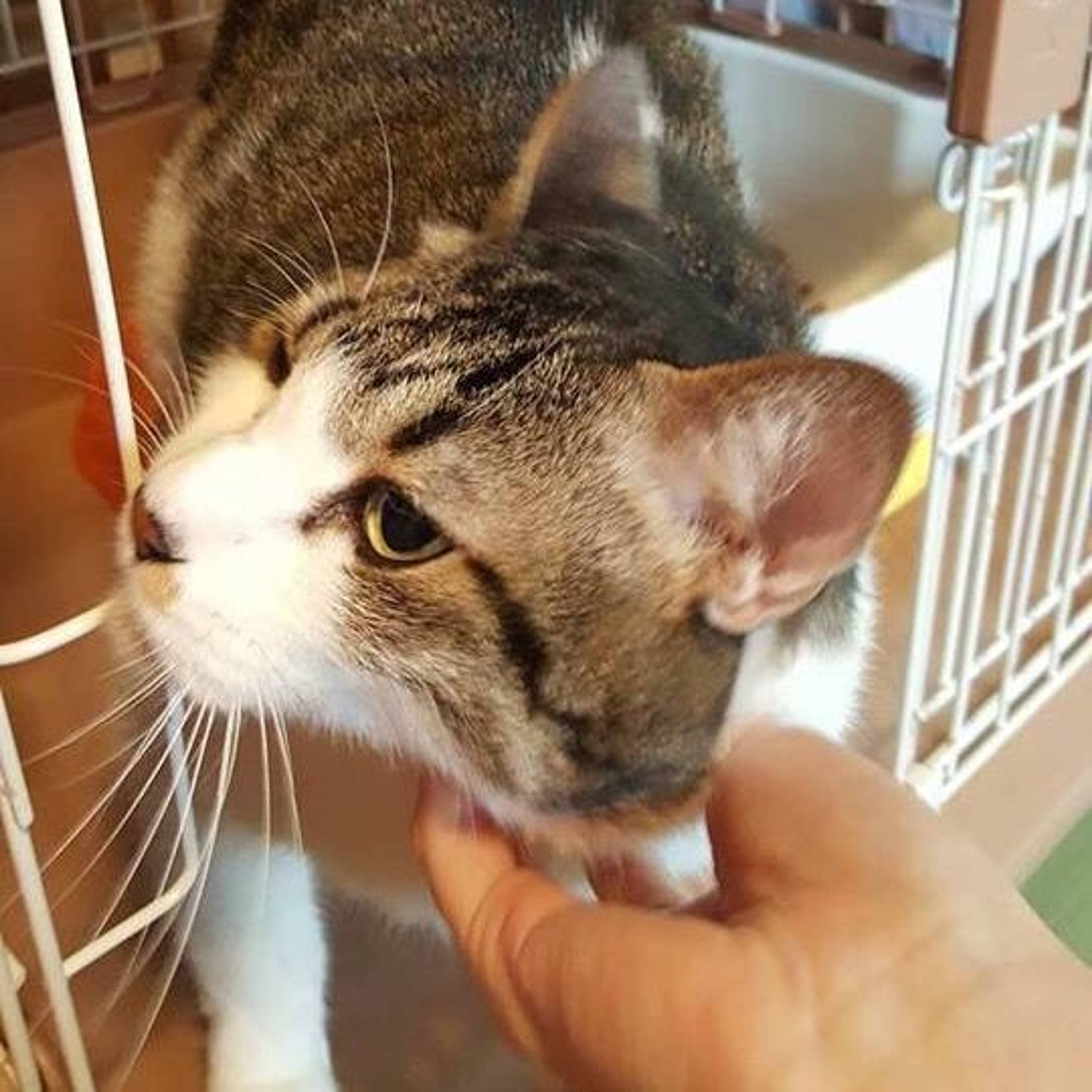 雑種（ミックス猫）・オスの里親募集の写真