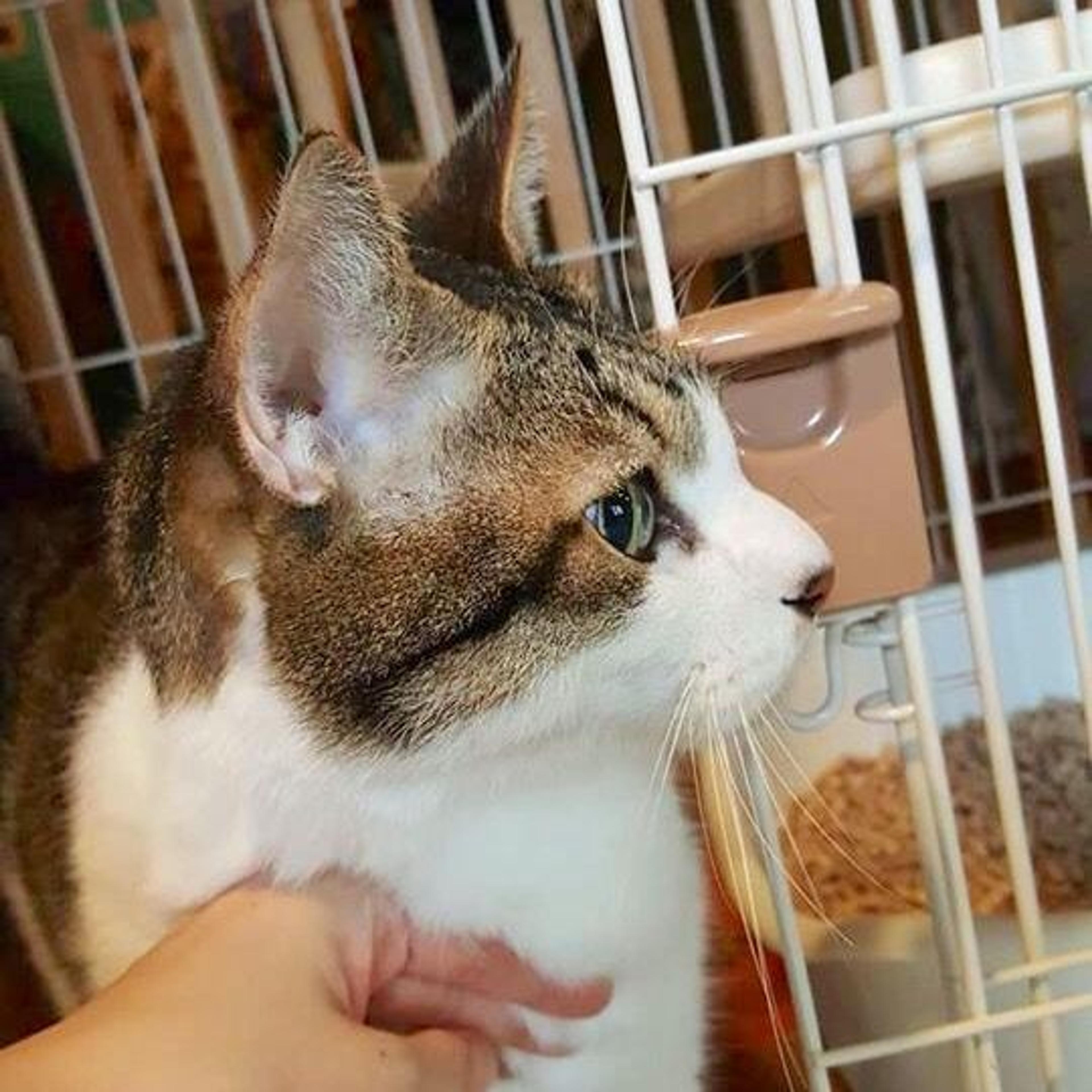 pet-image-3