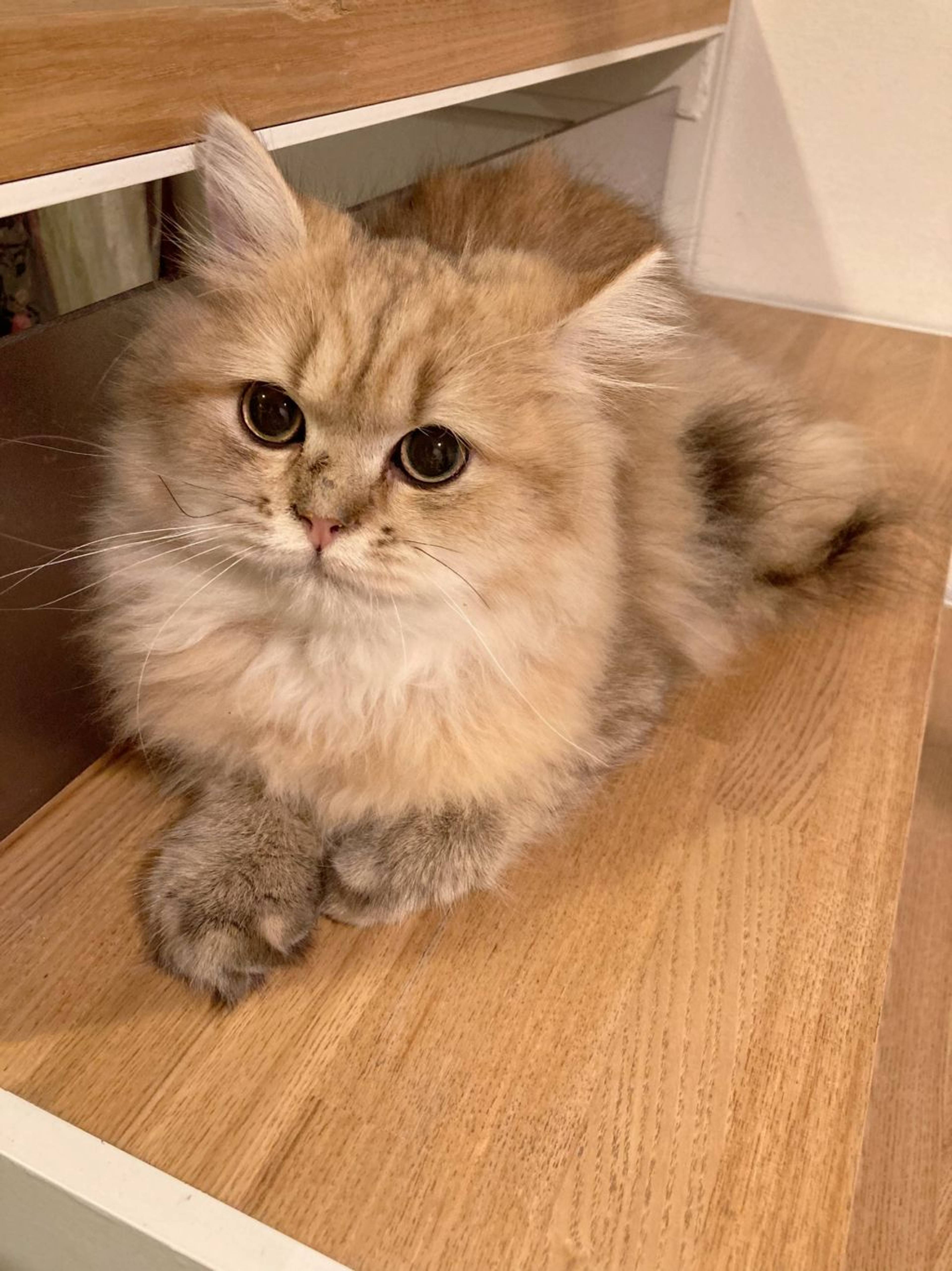 ペルシャ・オスの里親募集の写真