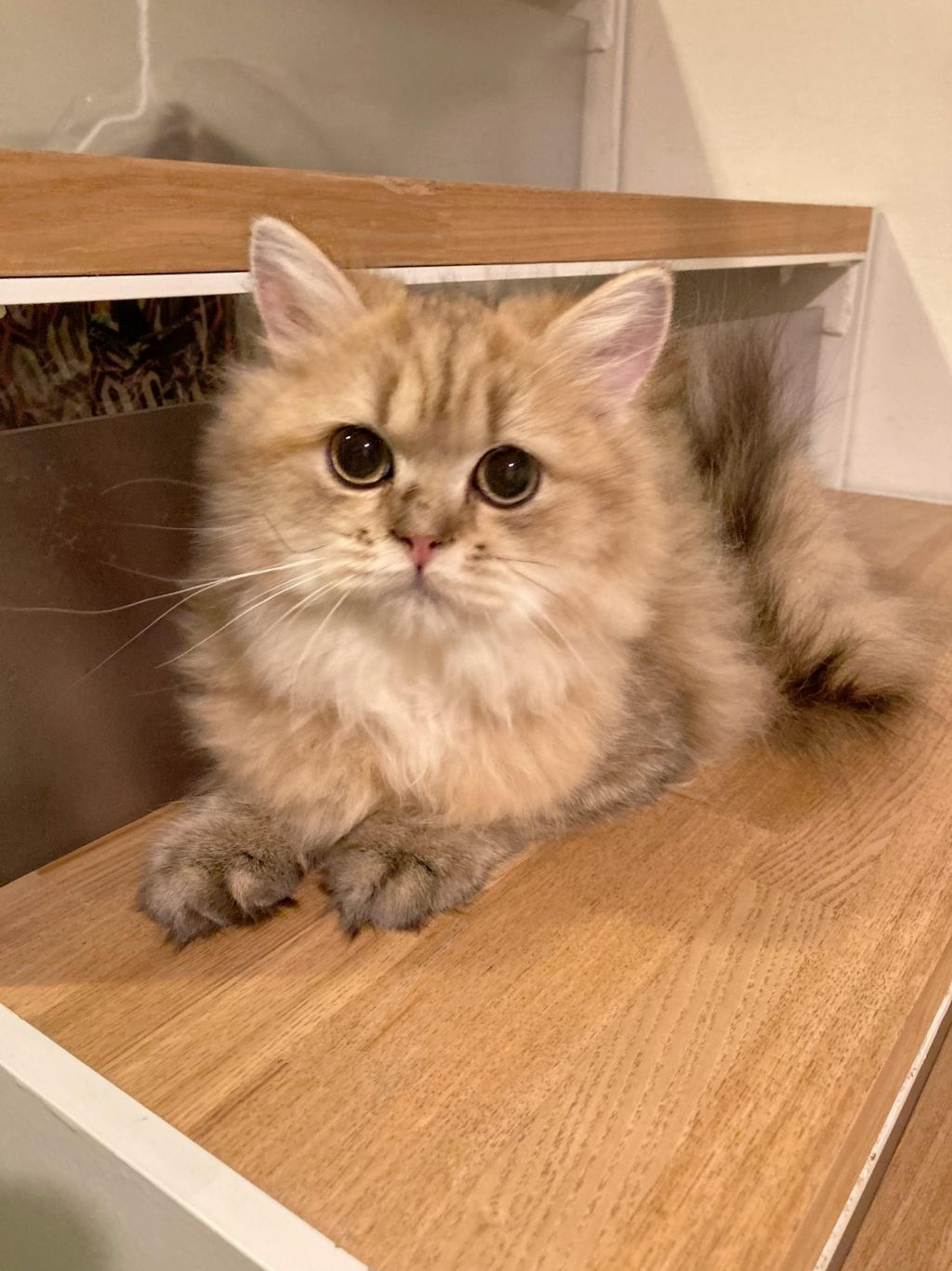 pet-image-2