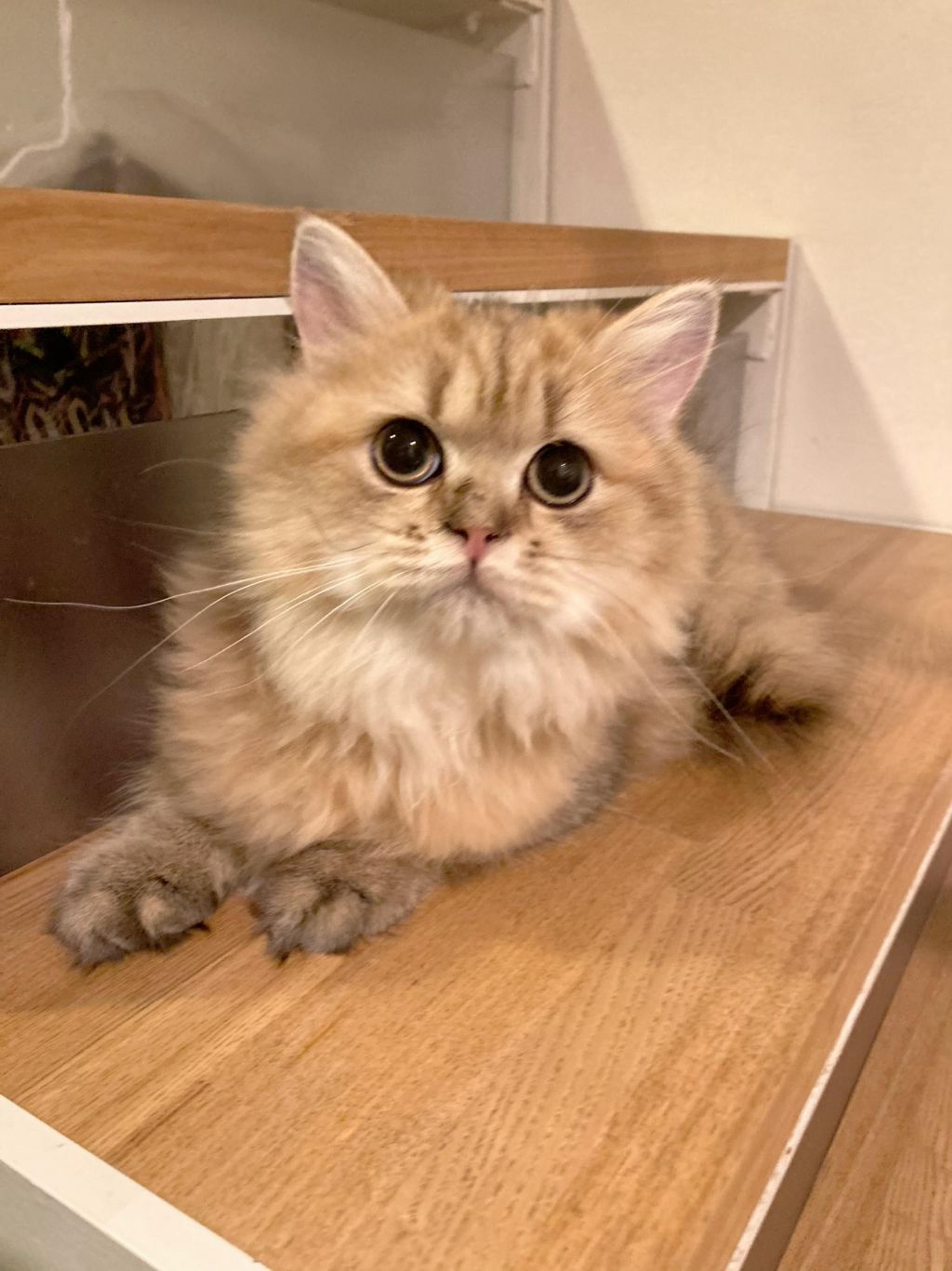 pet-image-3