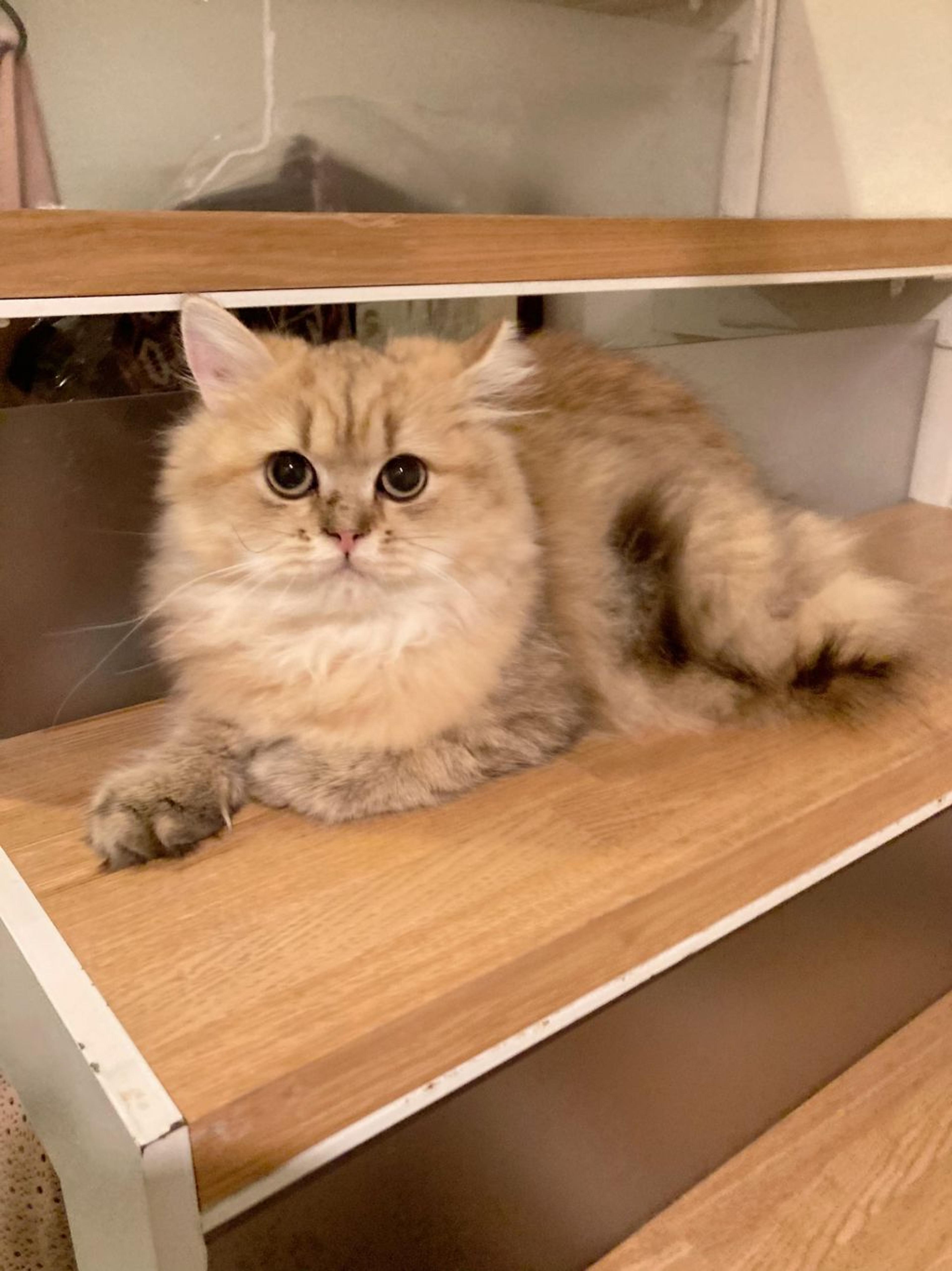 pet-image-4