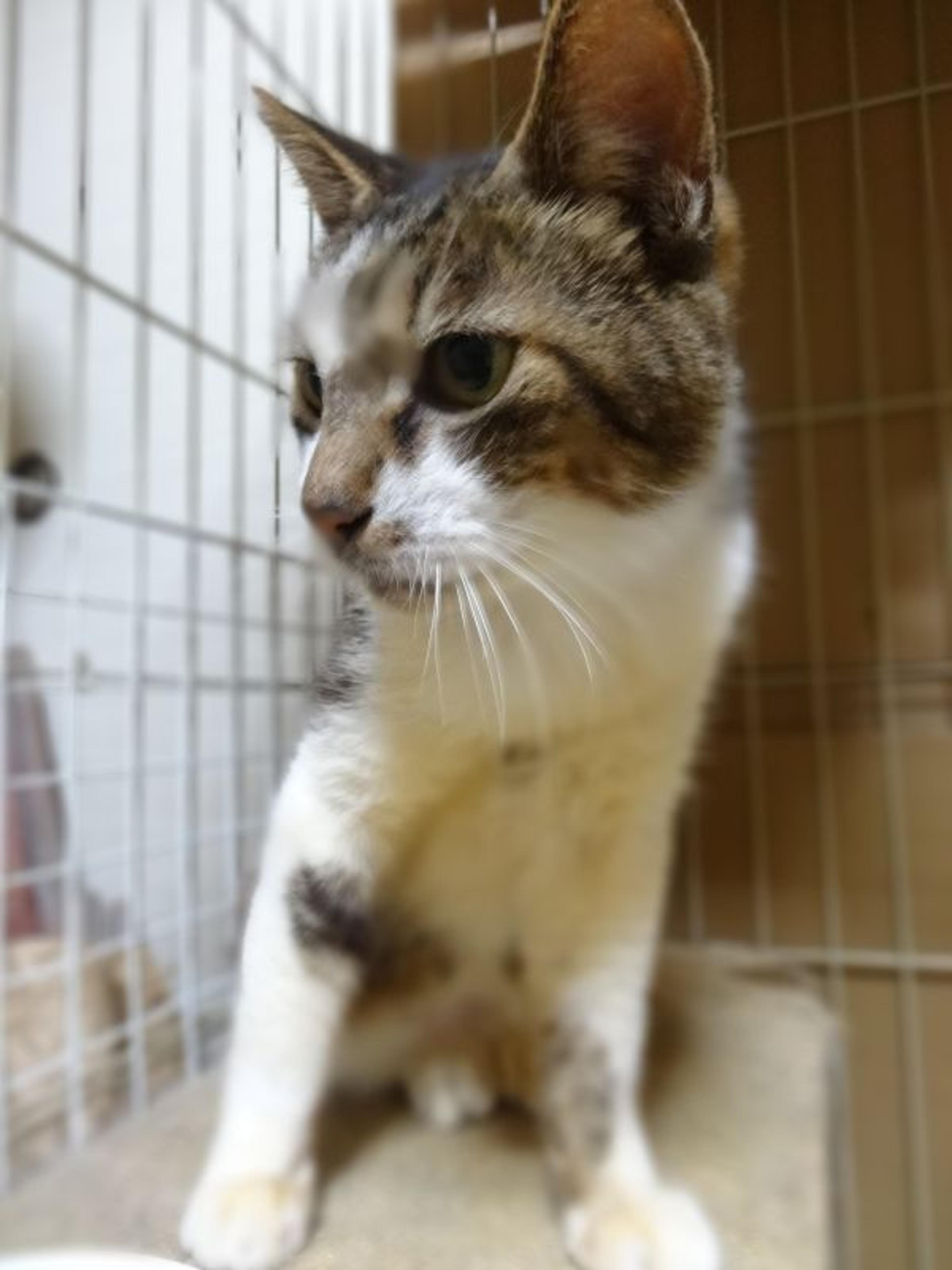 pet-image-4
