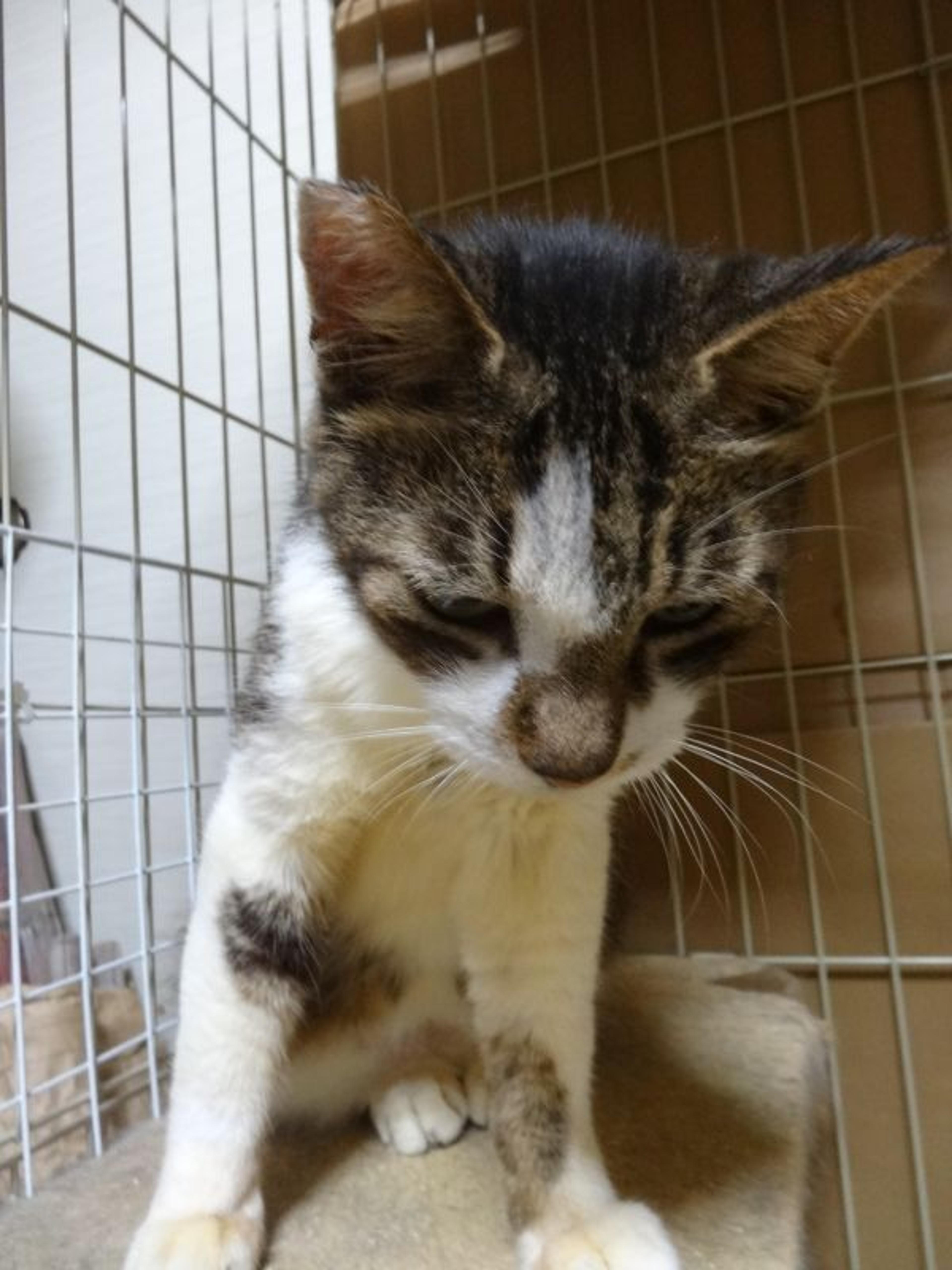 pet-image-5