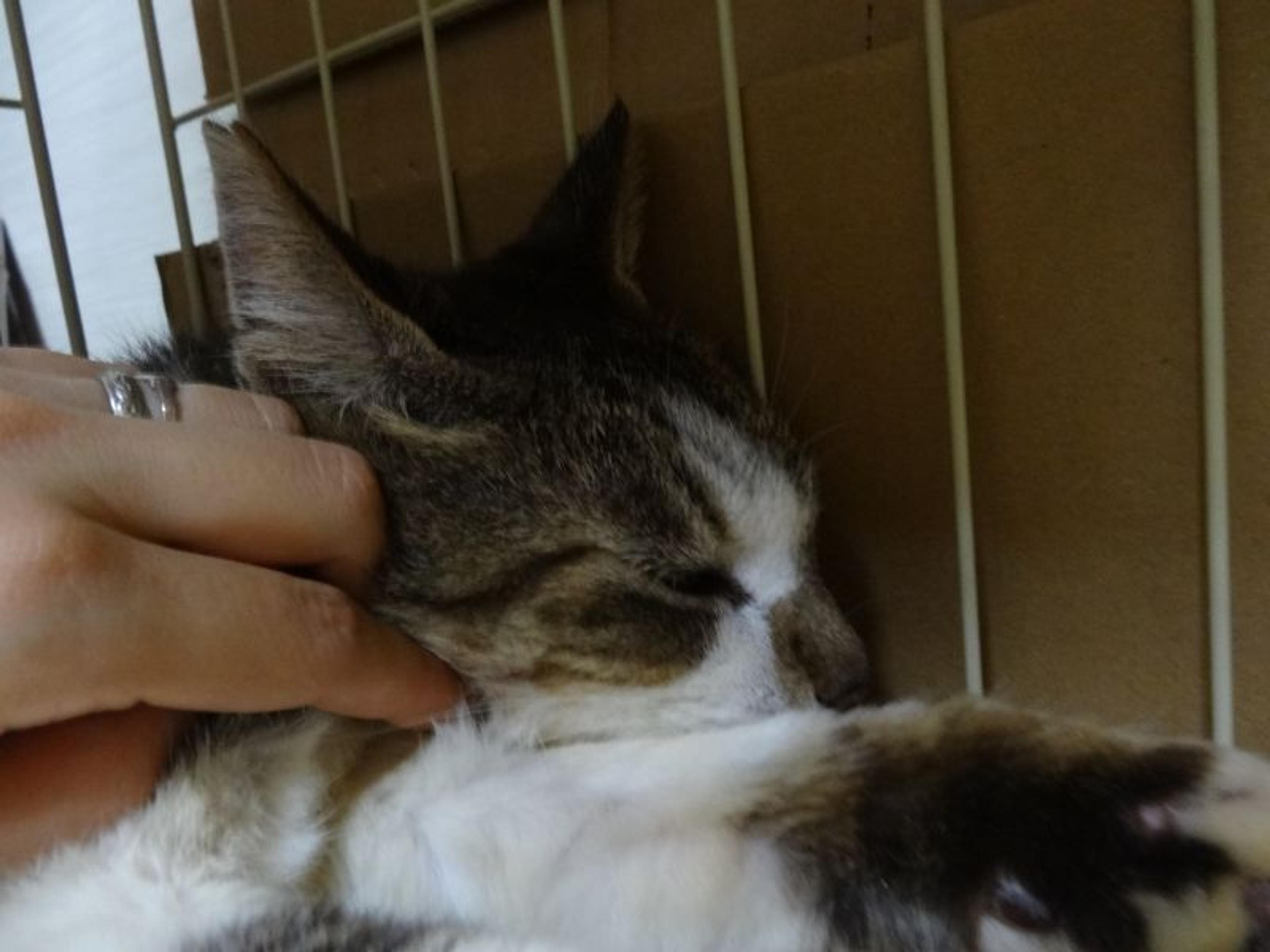 pet-image-8