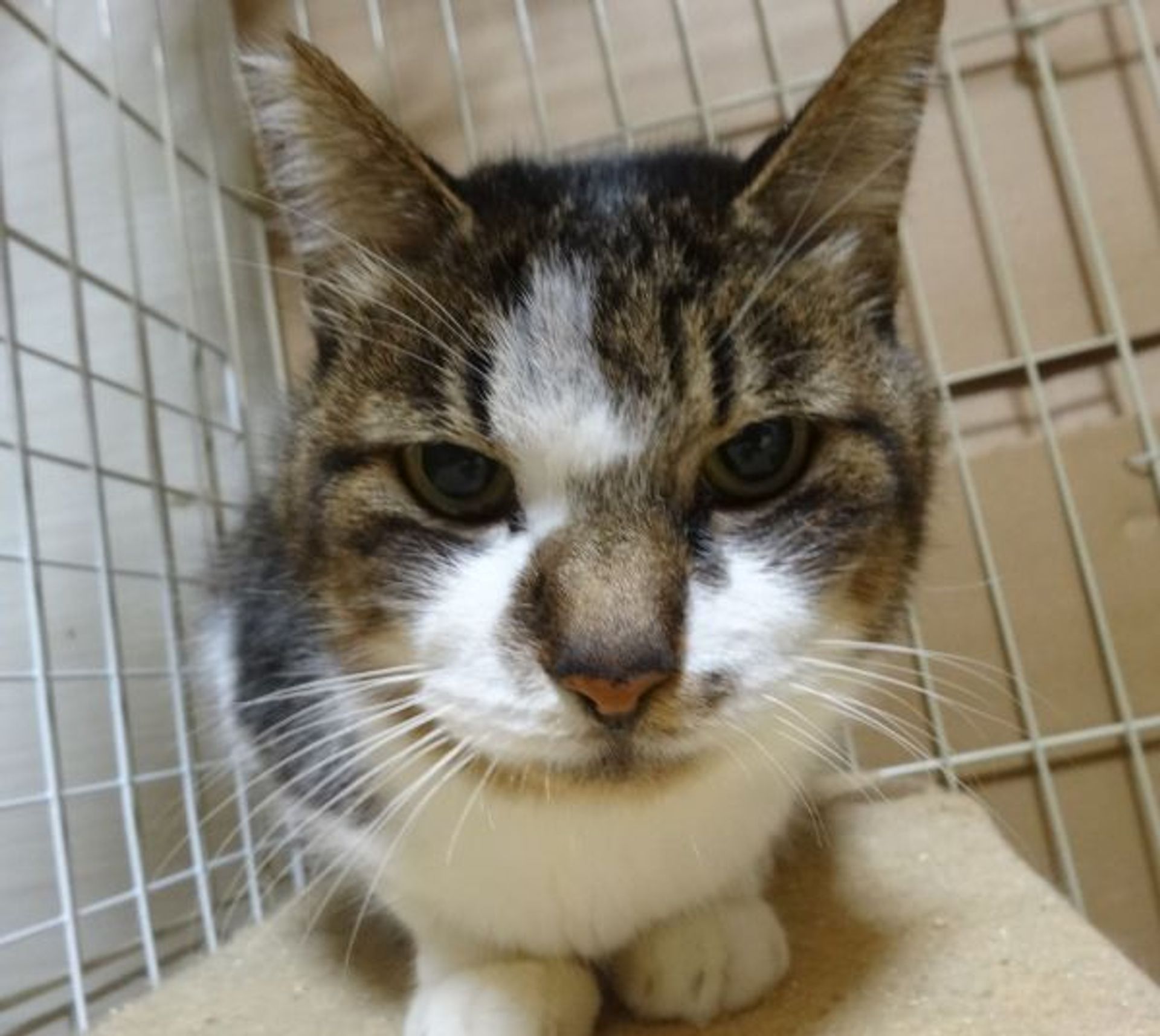 雑種（ミックス猫）・オスの里親募集の写真