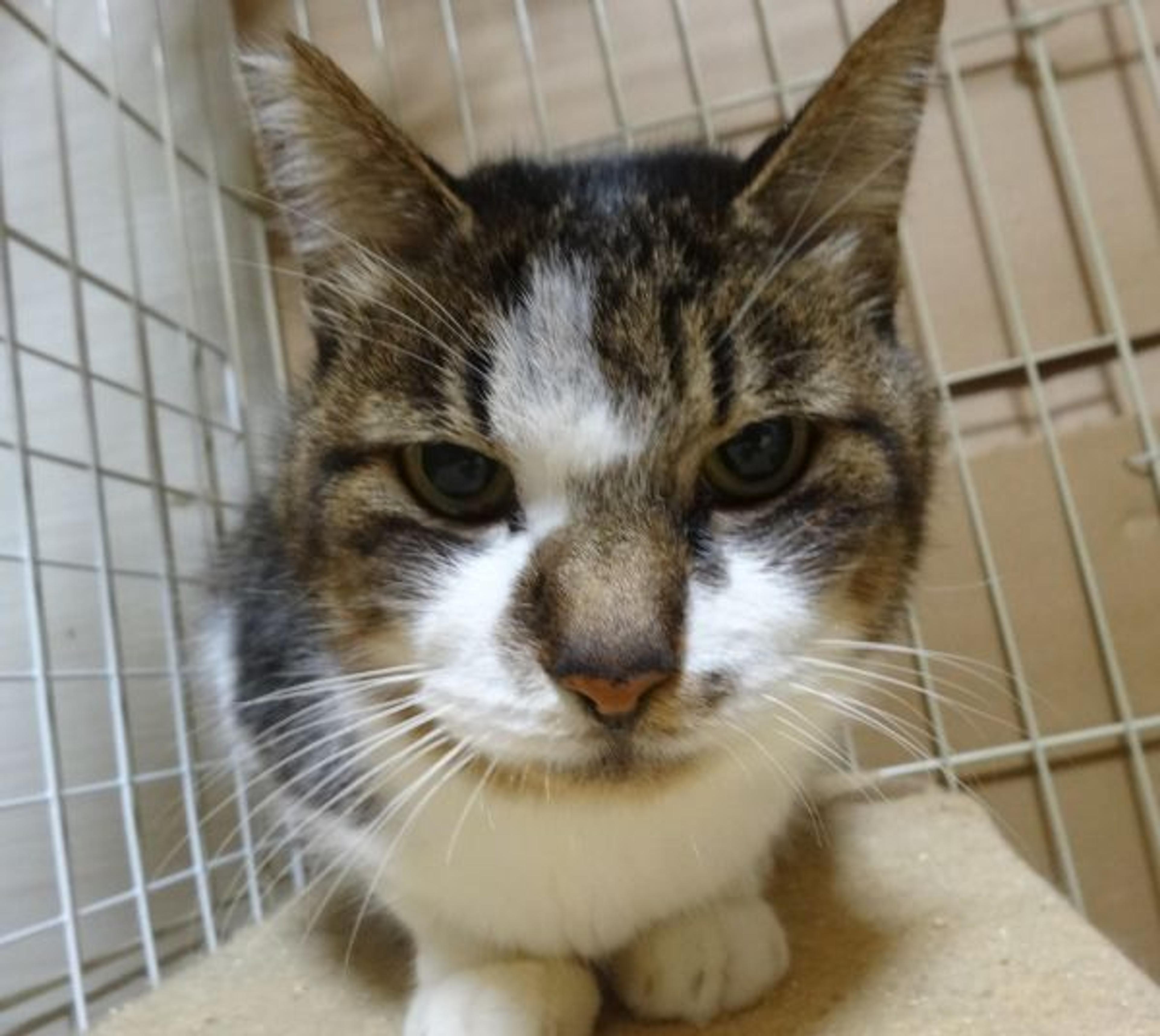 pet-image-2
