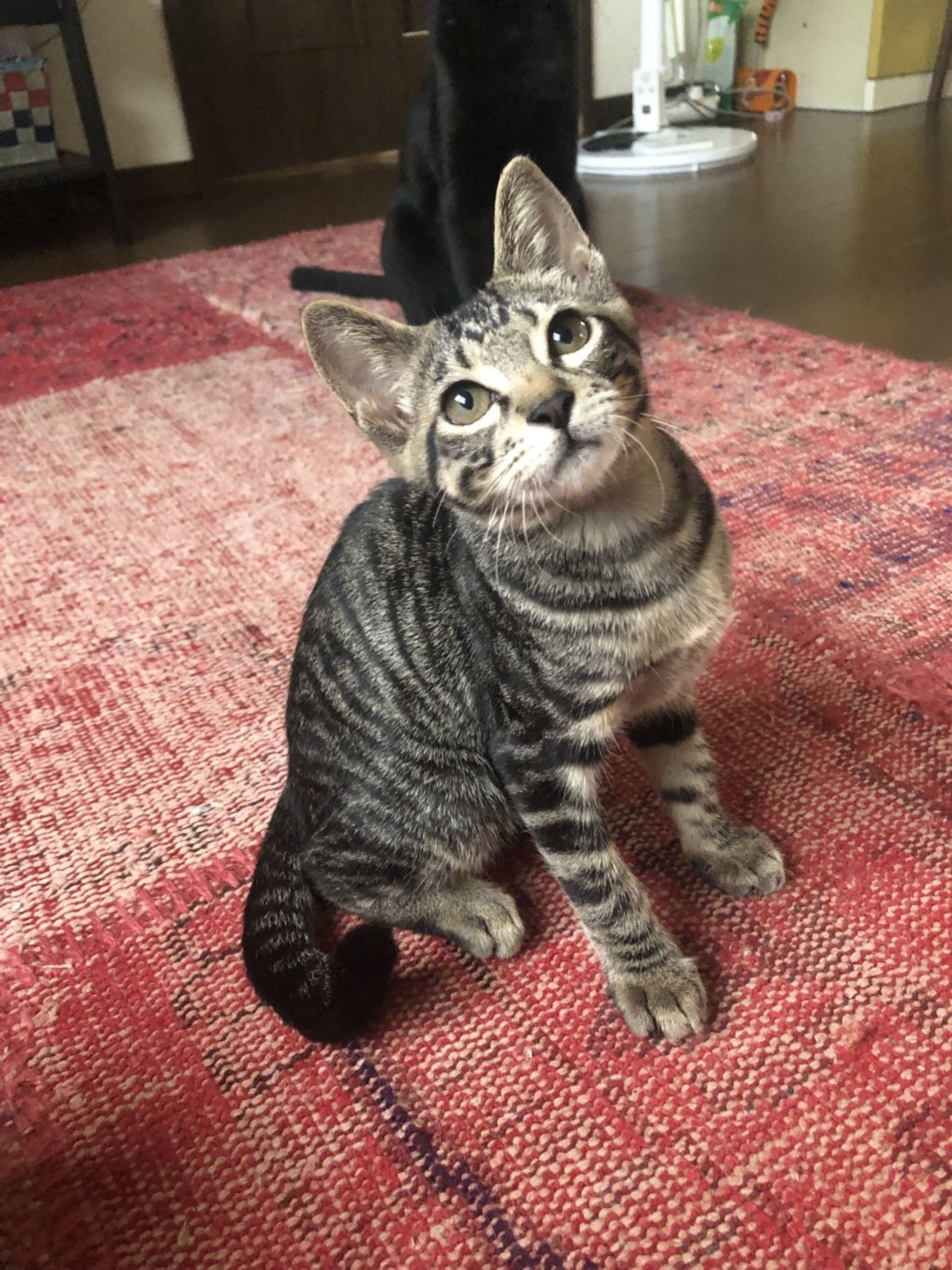 pet-image-2