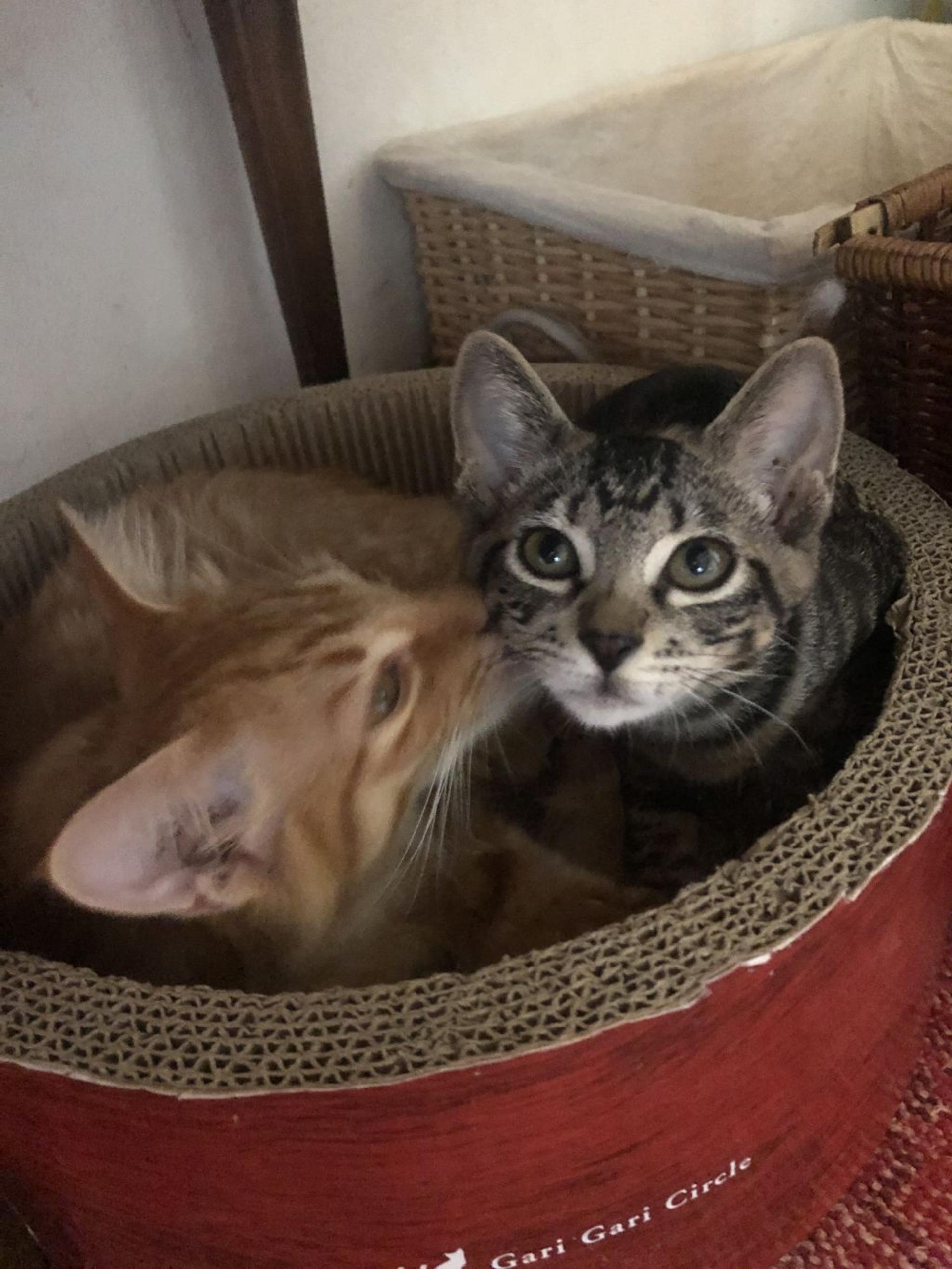 pet-image-7