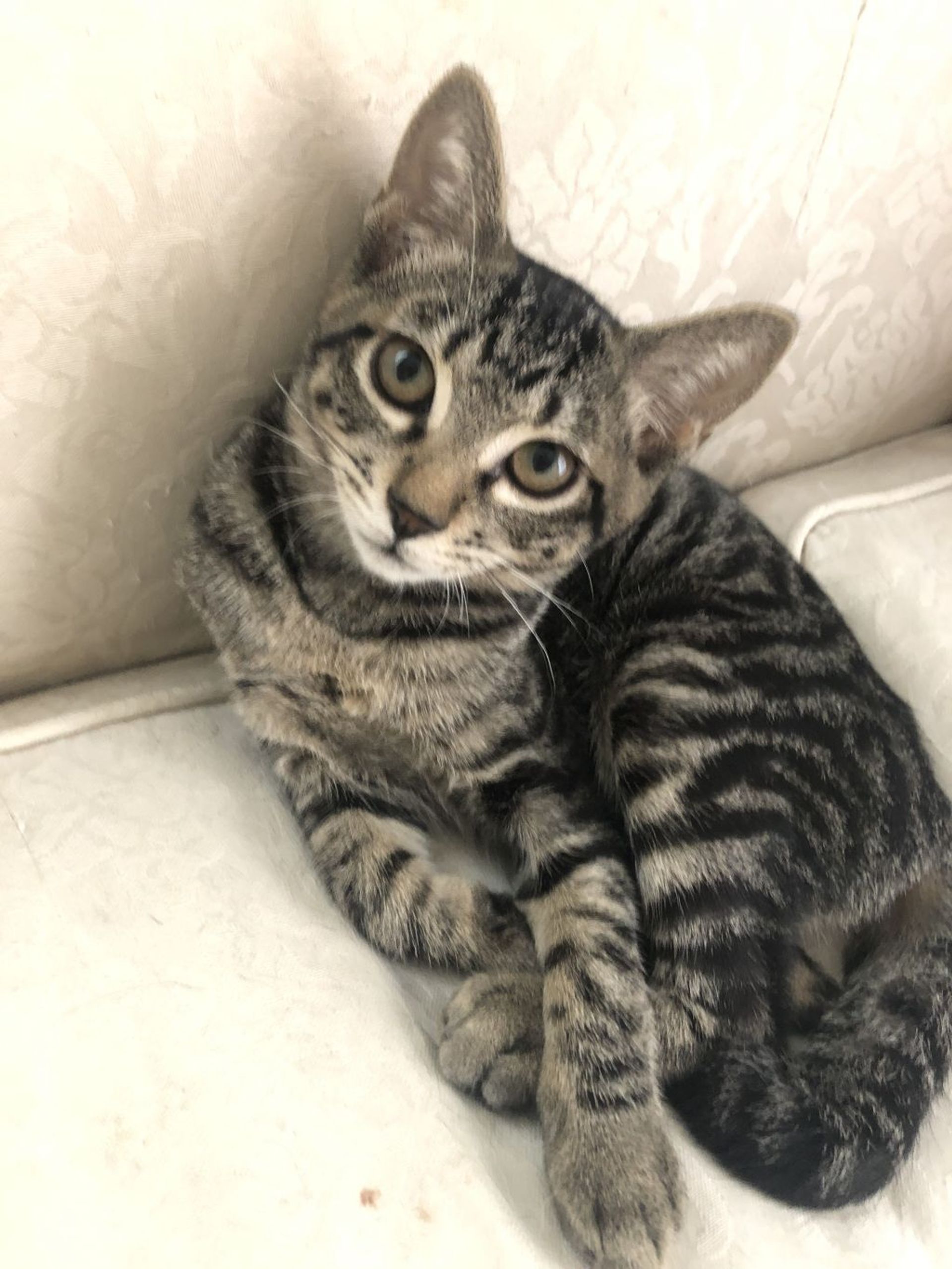 雑種（ミックス猫）・メスの里親募集の写真
