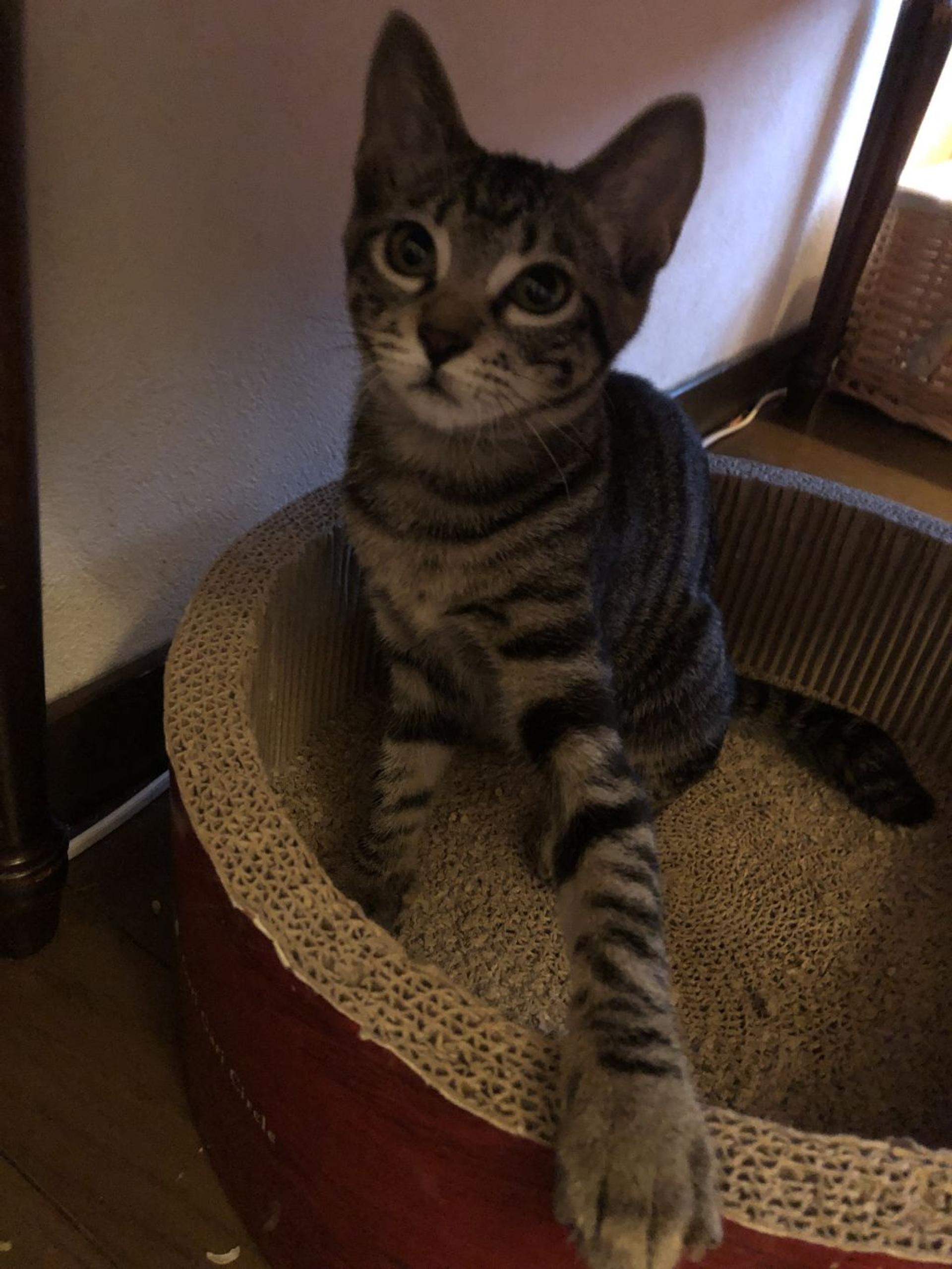 pet-image-4