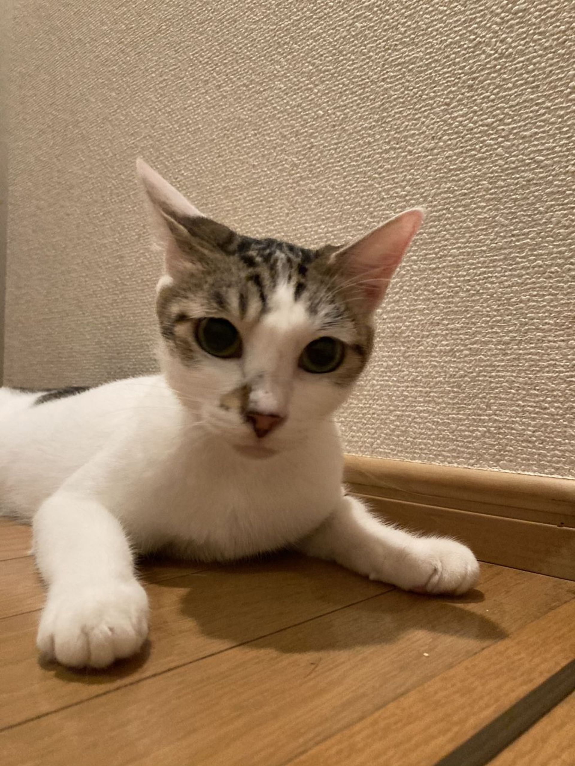 雑種（ミックス猫）・メスの里親募集の写真